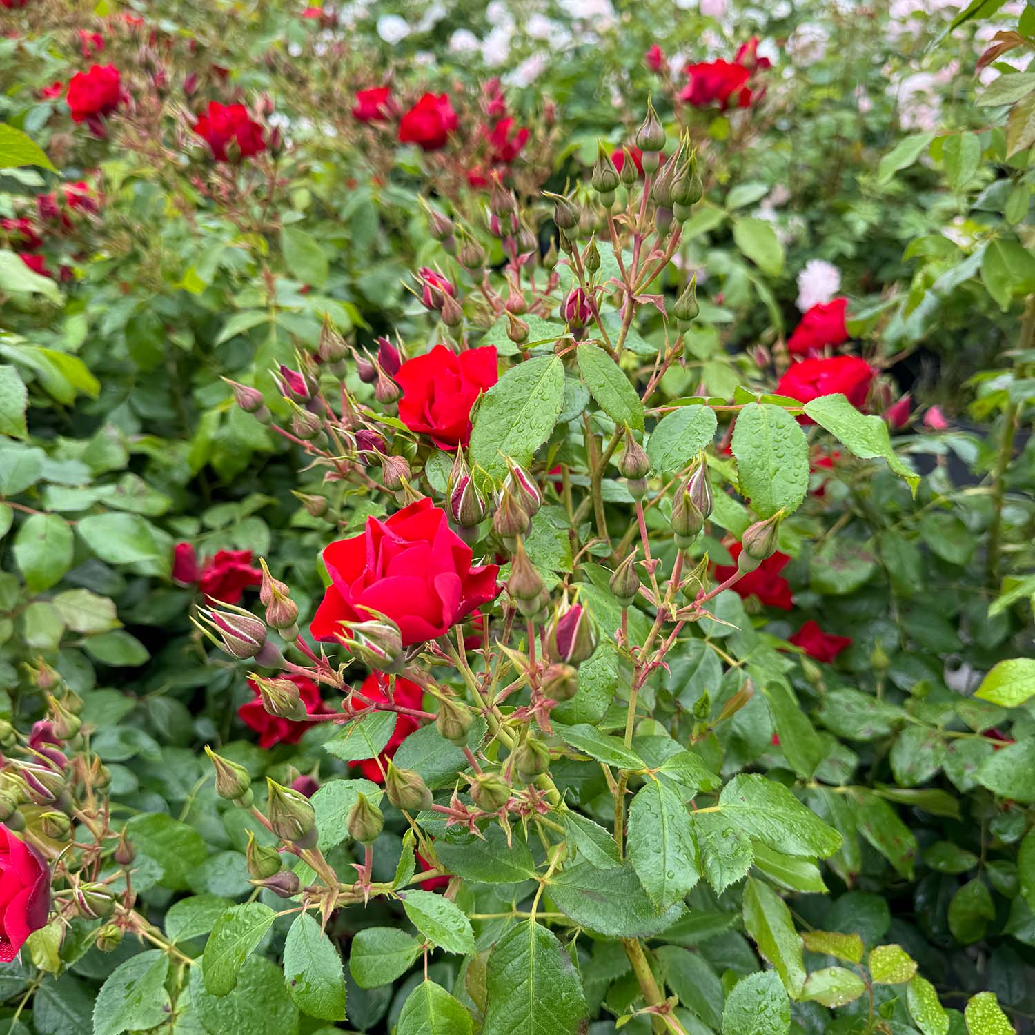 Beetrose 'Black Forest Rose®'