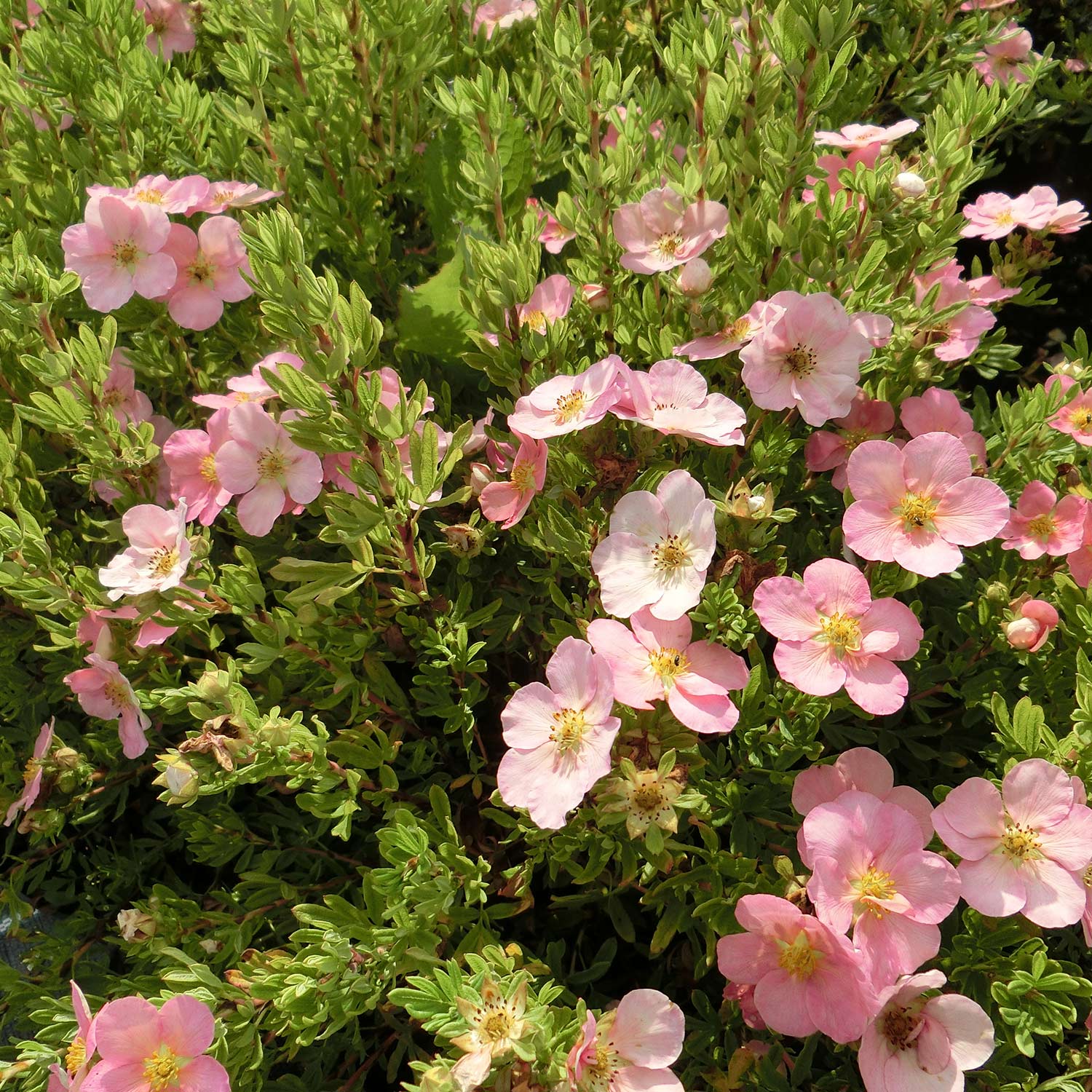 Fingerstrauch 'Lovely Pink®' ('Pink Beauty') Fingerstrauch 'Lovely Pink®' ('Pink Beauty')