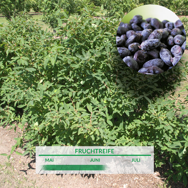 Sibirische Blaubeere 'Bakcarskaja' Liefergröße: 30-40 cm