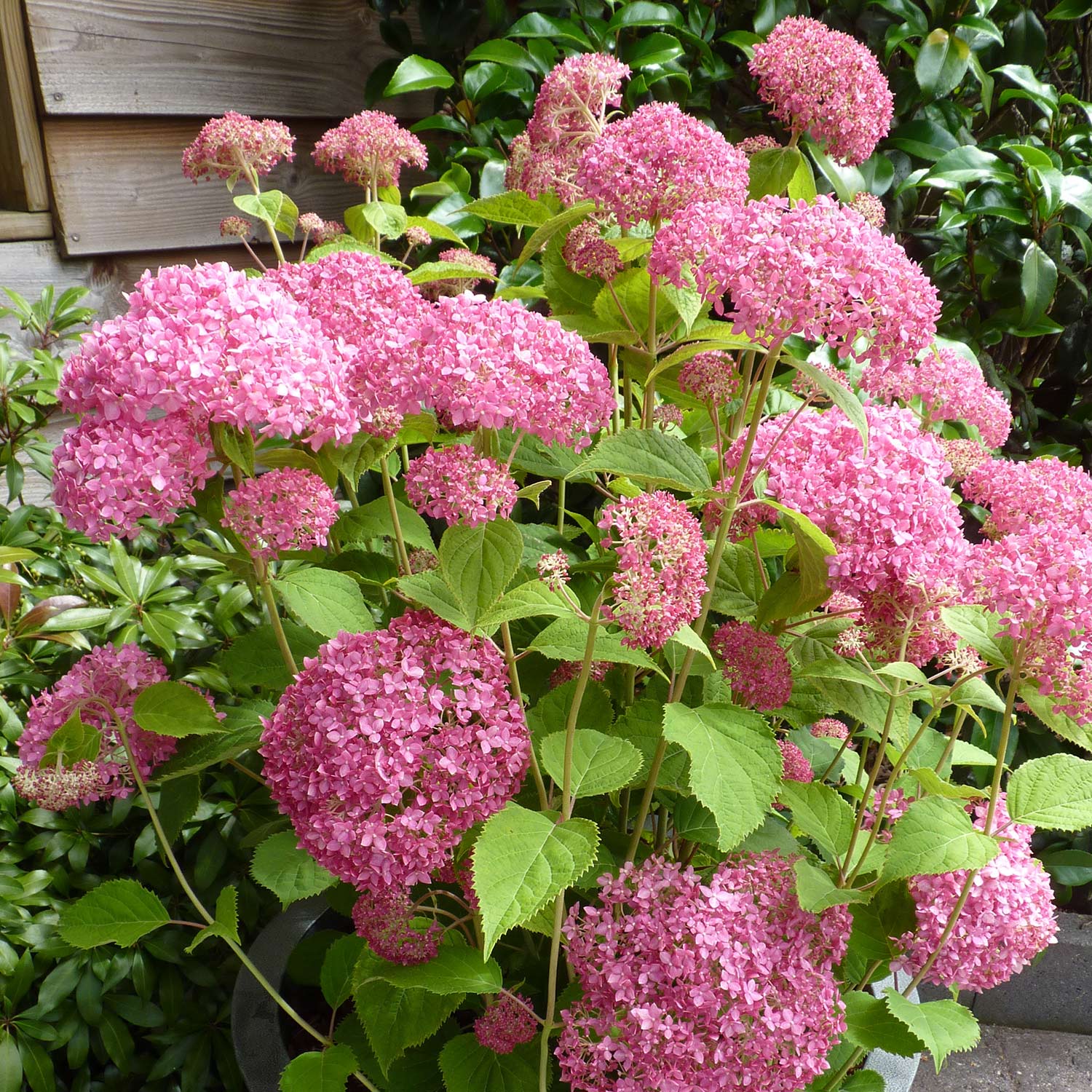 Ballhortensie 'Pink Annabelle'® 'Invincibelle Spirit'®, 3 Liter 30 - 40 cm Liefergröße: 30 - 40 cm