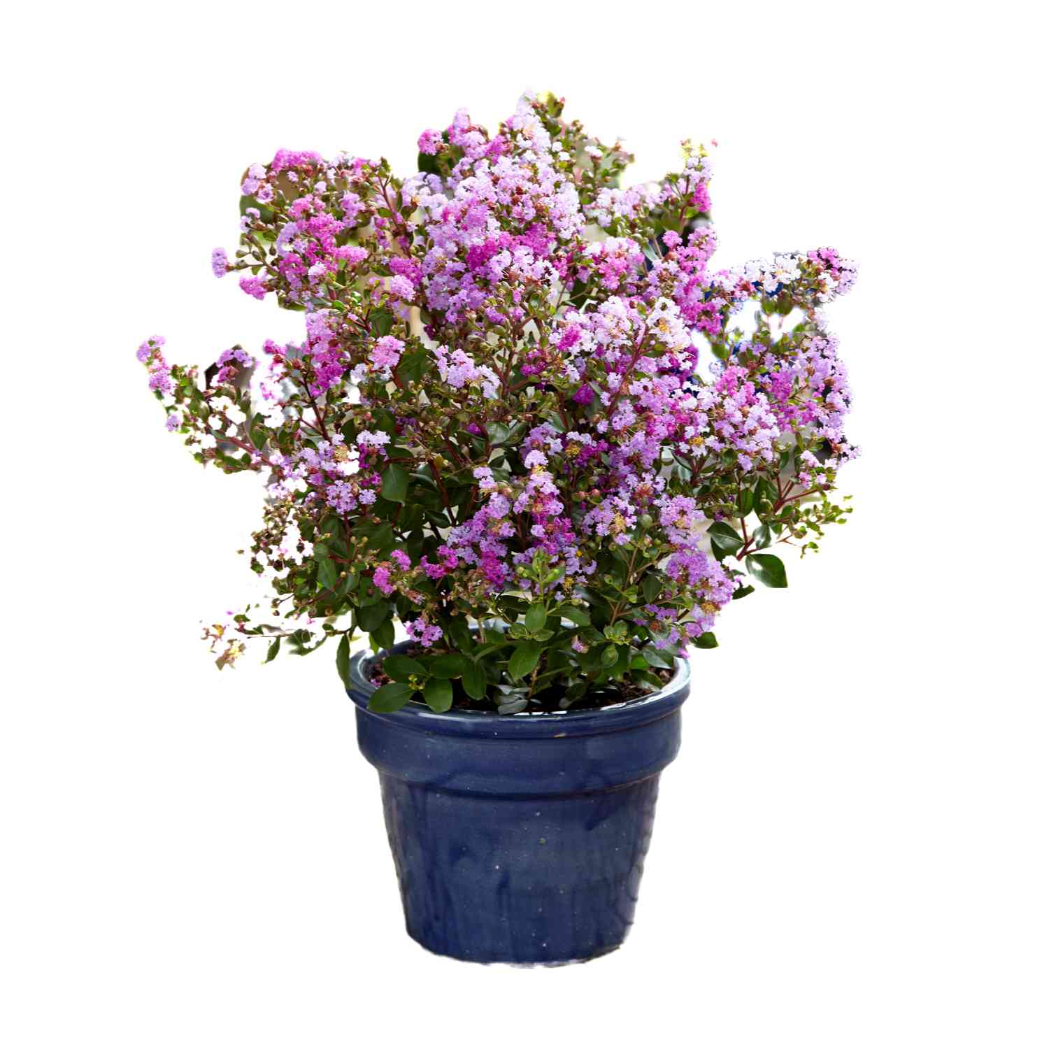 Flieder des Südens 'With Love® Eternal'