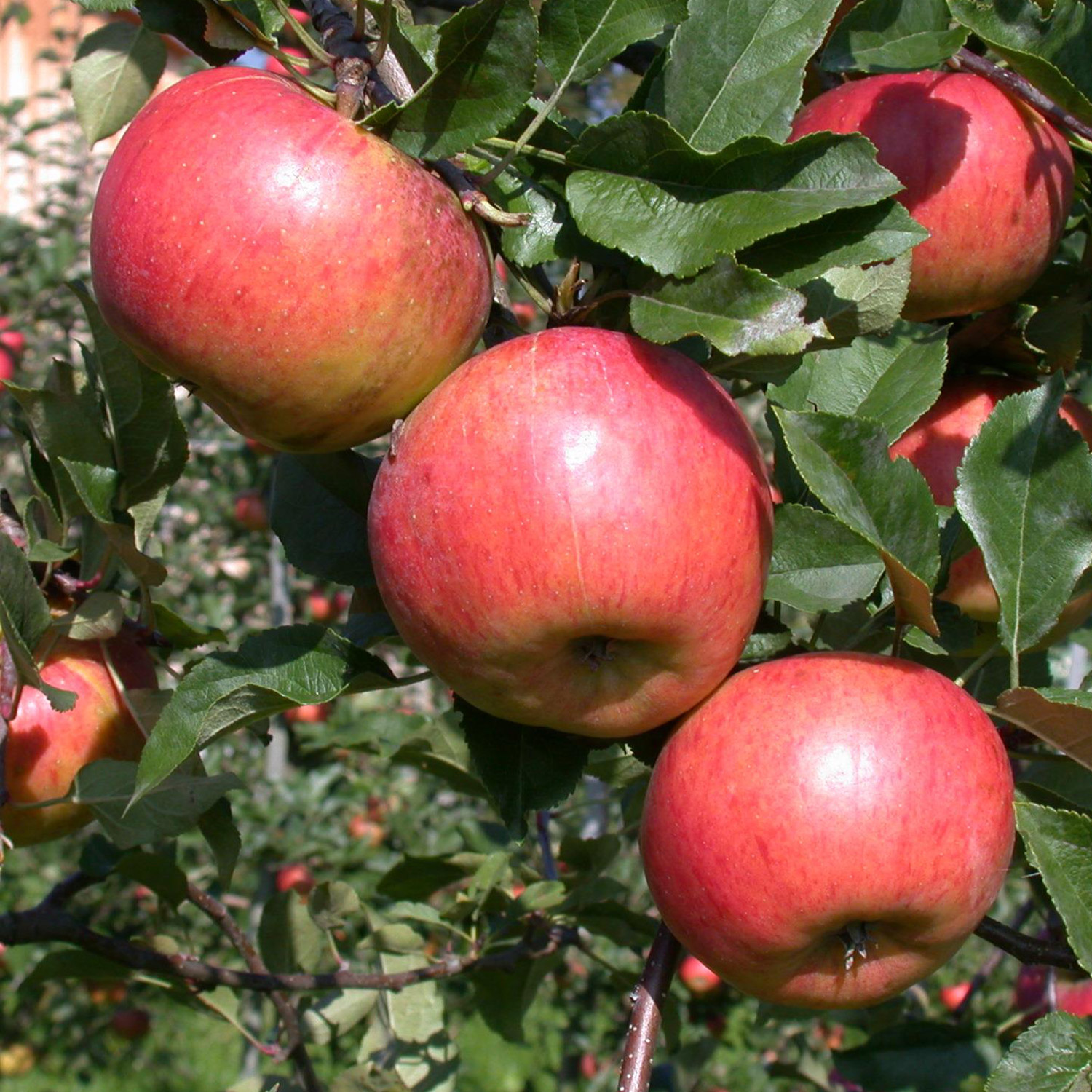 Zwerg-Apfel 'Topaz®' - Busch