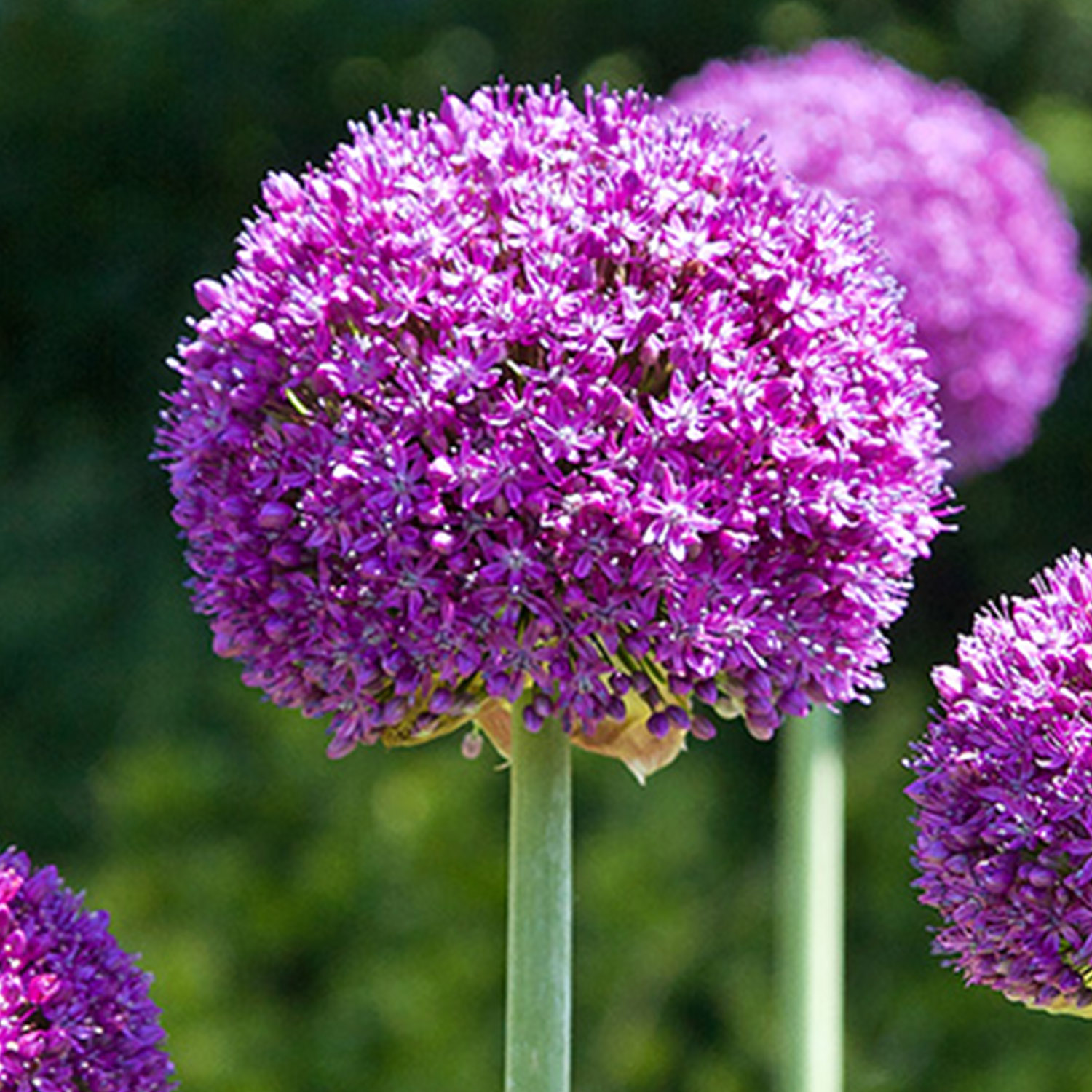 Allium 'Ambassador' - 1 Stück Liefergröße: Zwiebelgröße 20/+