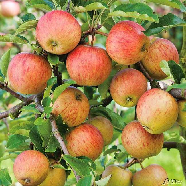 Apfel 'Rubinette' - 'Rafzubin' Herbstapfel Apfel 'Rubinette' - 'Rafzubin' Herbstapfel