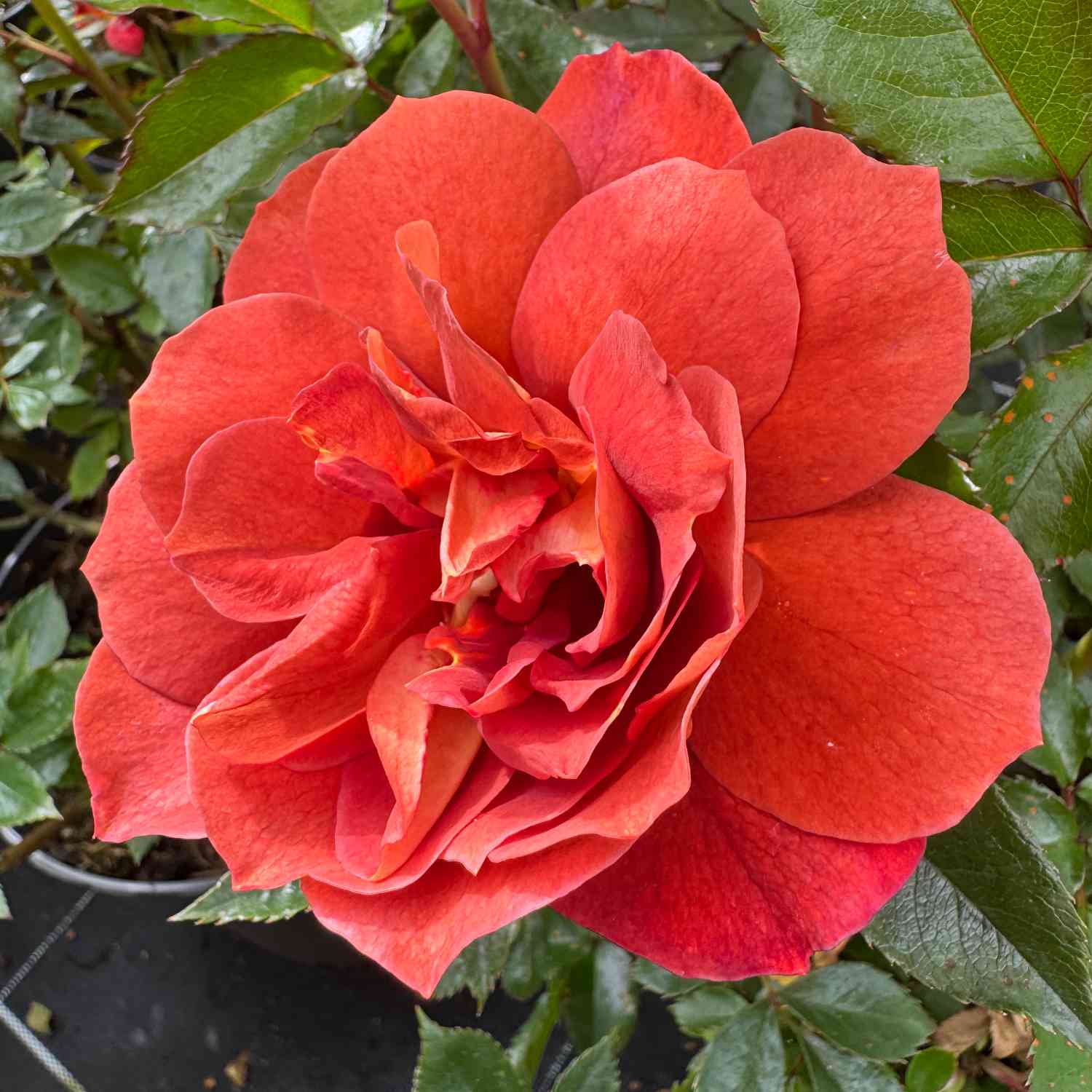 Beetrose 'Espresso®' Beetrose 'Espresso®'