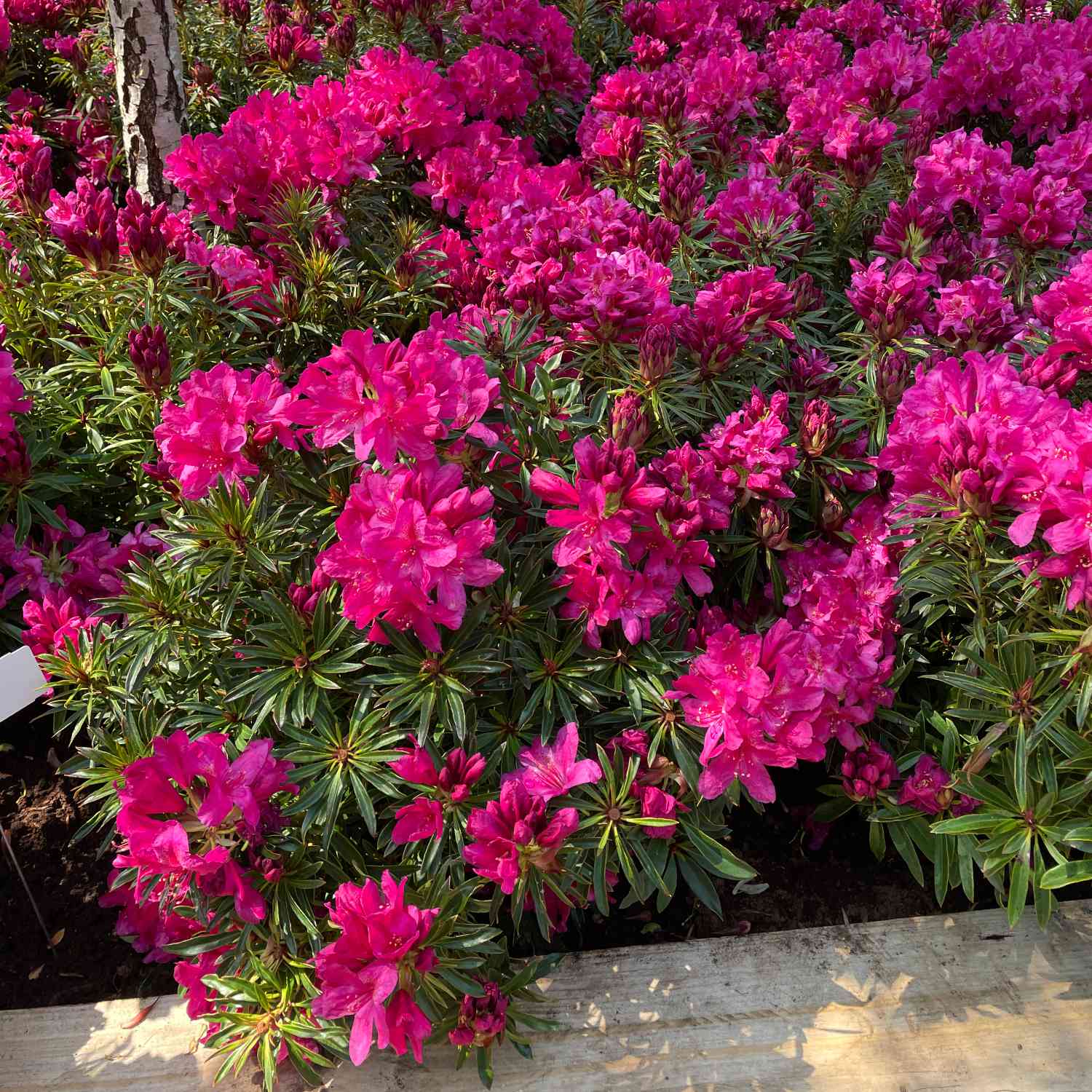 Rhododendron 'Grazeasy® Dark Pink®'