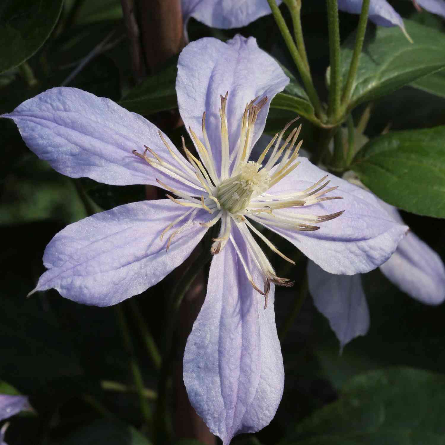 Stauden-Clematis 'Arabella' Stauden-Clematis 'Arabella'