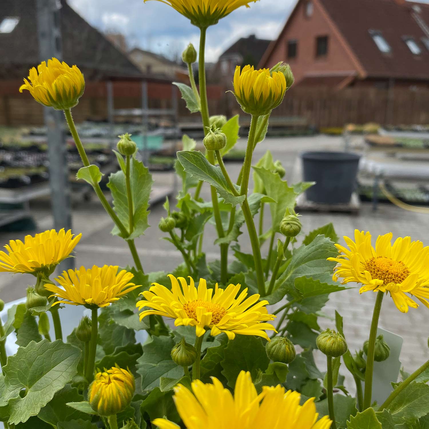 Gemswurz Lieferform: Im 9 cm Topf