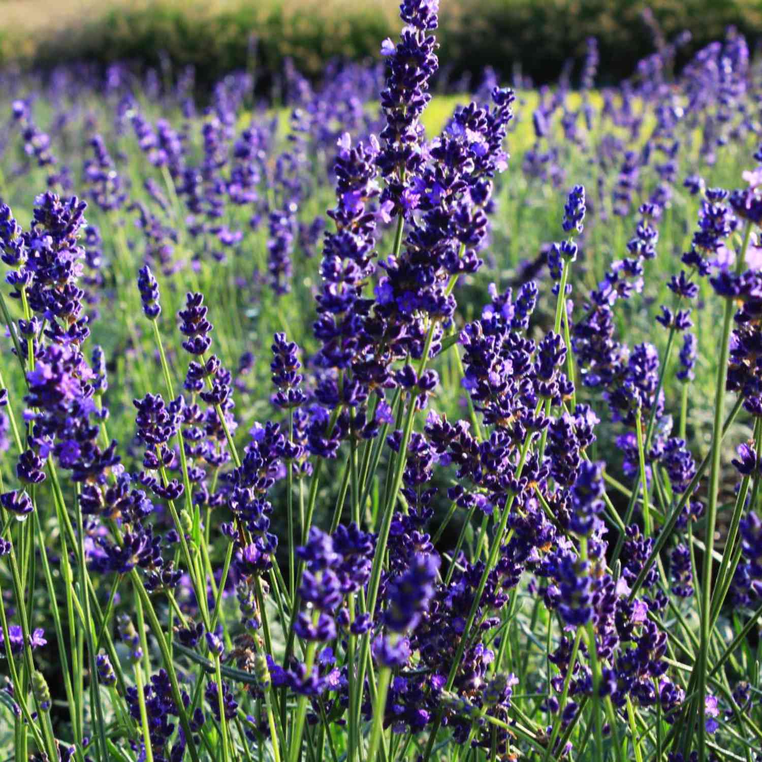 Lavendel 'Hidcote Blue'