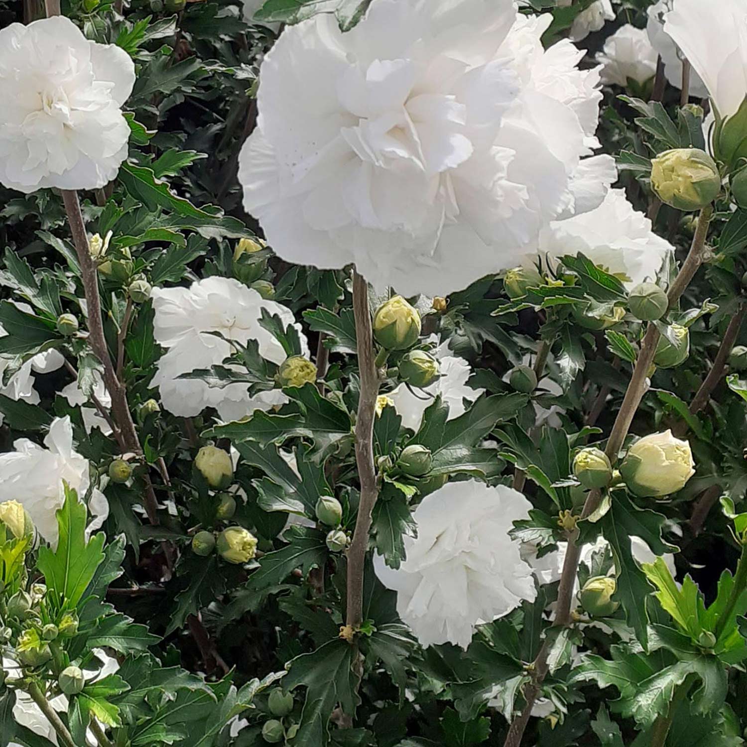 Garteneibisch 'French Cabaret®' White