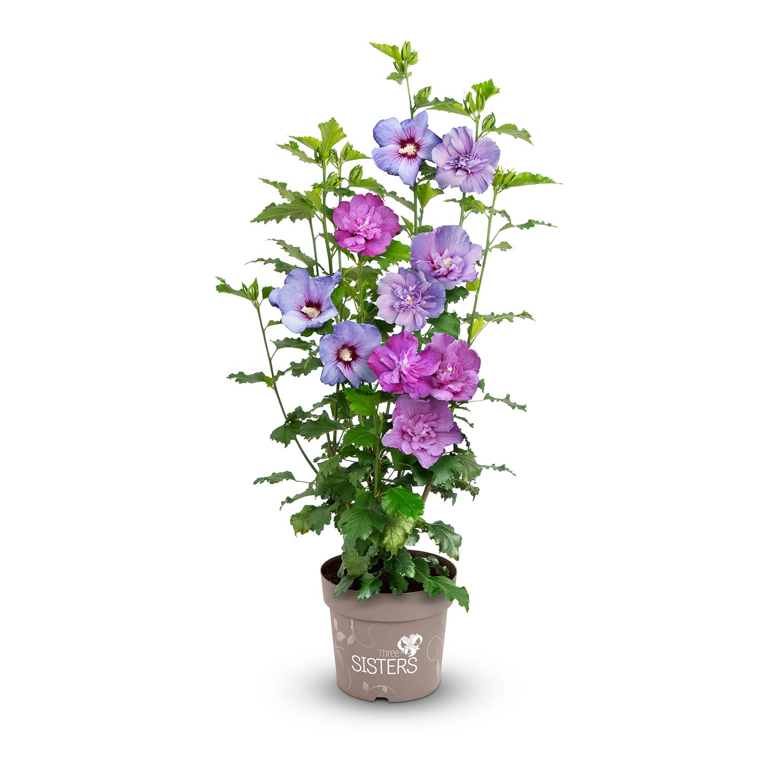 Kategorie <b>Blütensträucher und Ziergehölze </b> - Hibiskus-Trio 'Three Sisters®' Liefergröße: 60 - 80 cm - Hibiscus Chiffon 'Three Sisters®'