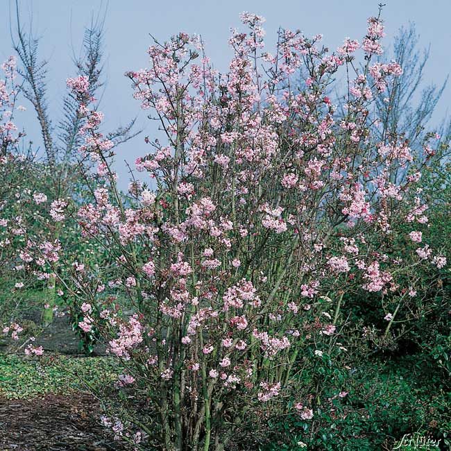 Winterschneeball 'Charles Lamont', 3 Liter, 40 - 60 cm
