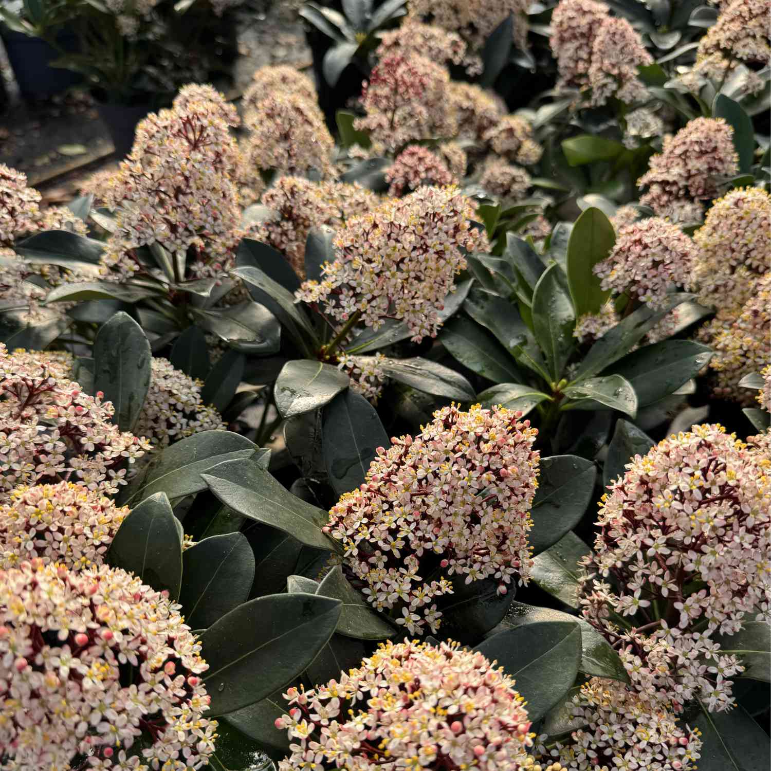 Blütenskimmie 'Rubella'