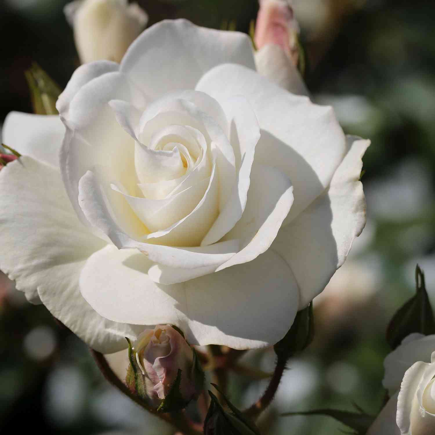 Strauchrose 'Schneewittchen®'