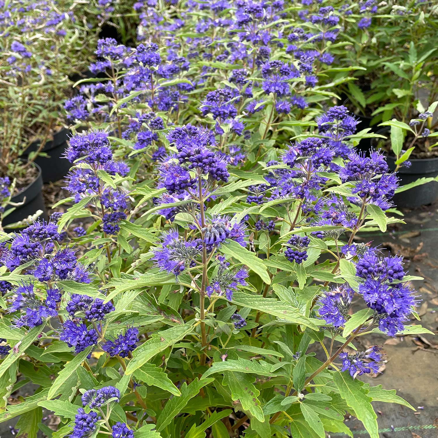 Bartblume 'First Blue', 3 Liter, 20 - 30 cm Liefergröße: 20 - 30 cm