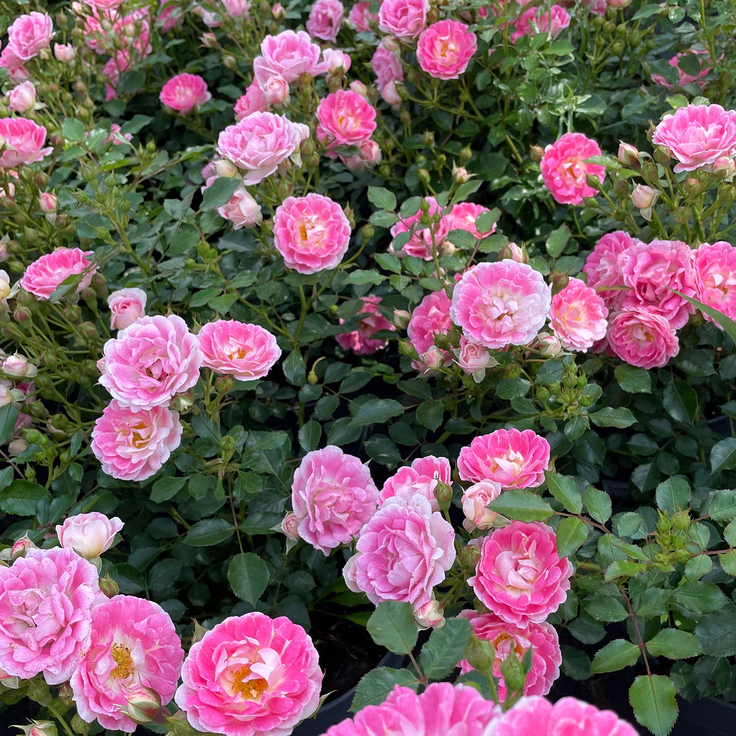 Rosen - Bodendeckerrose 'Flirt 2011®', 3 - 5 Liter, 3 starke Triebe, A-Qualität Liefergröße: 3 starke Triebe, A-Qualität - Rosa 'Flirt 2011®'