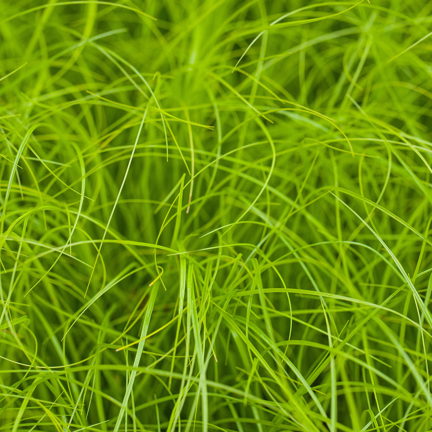 Europäische Wiesen-Segge -  Winkel-Segge Lieferform: Im 9 cm Topf