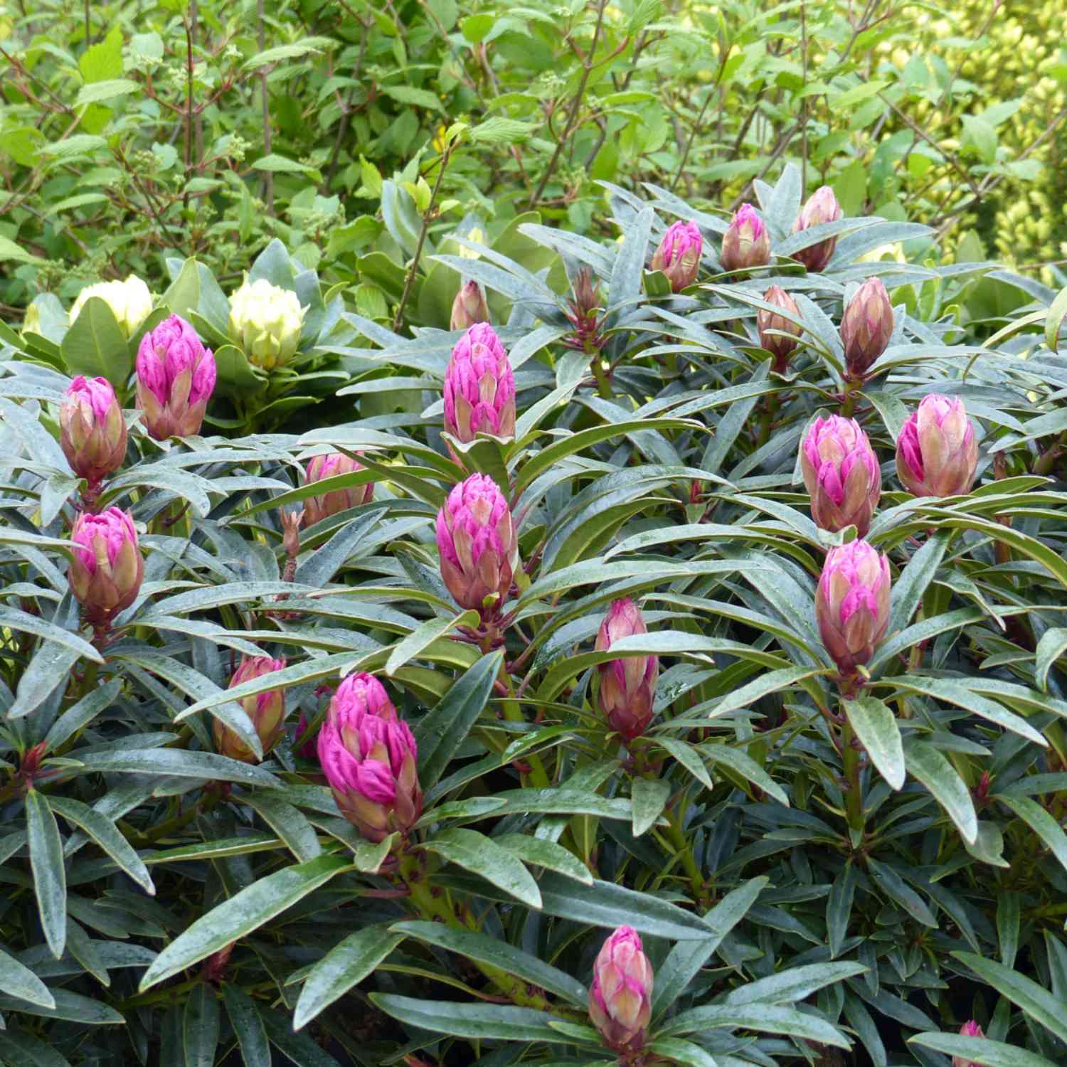 Wild-Rhododendron 'Graziella'