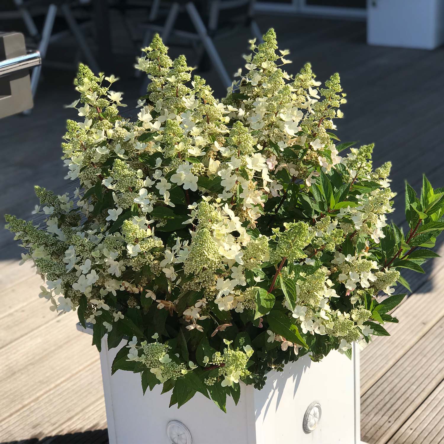 Rispenhortensie 'Magical ® Vesuvio'