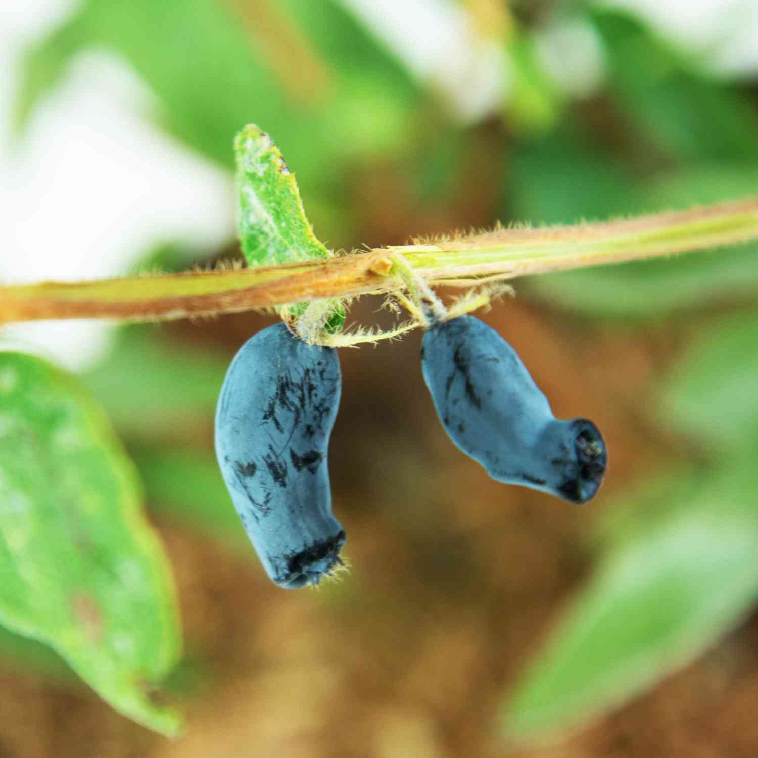 Sibirische Blaubeere 'Eisbär' - Honigbeere