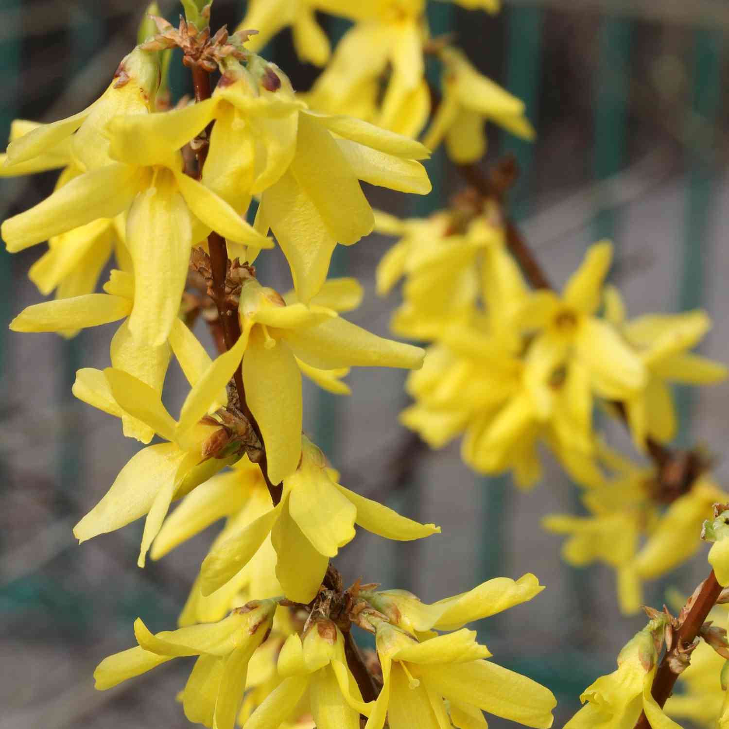 Goldglöckchen/Forsythie 'Lynwood Gold' Goldglöckchen/Forsythie 'Lynwood Gold'