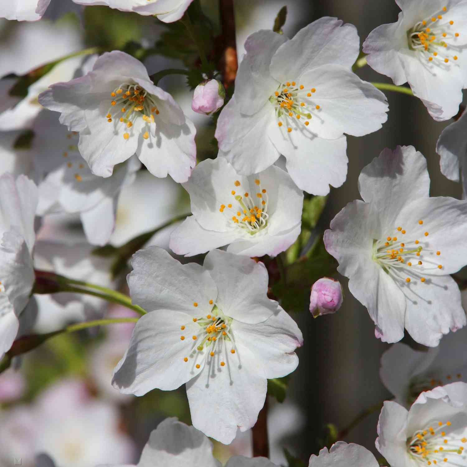 Zwerg-Zierkirsche 'Brilliant' Zwerg-Zierkirsche 'Brilliant'