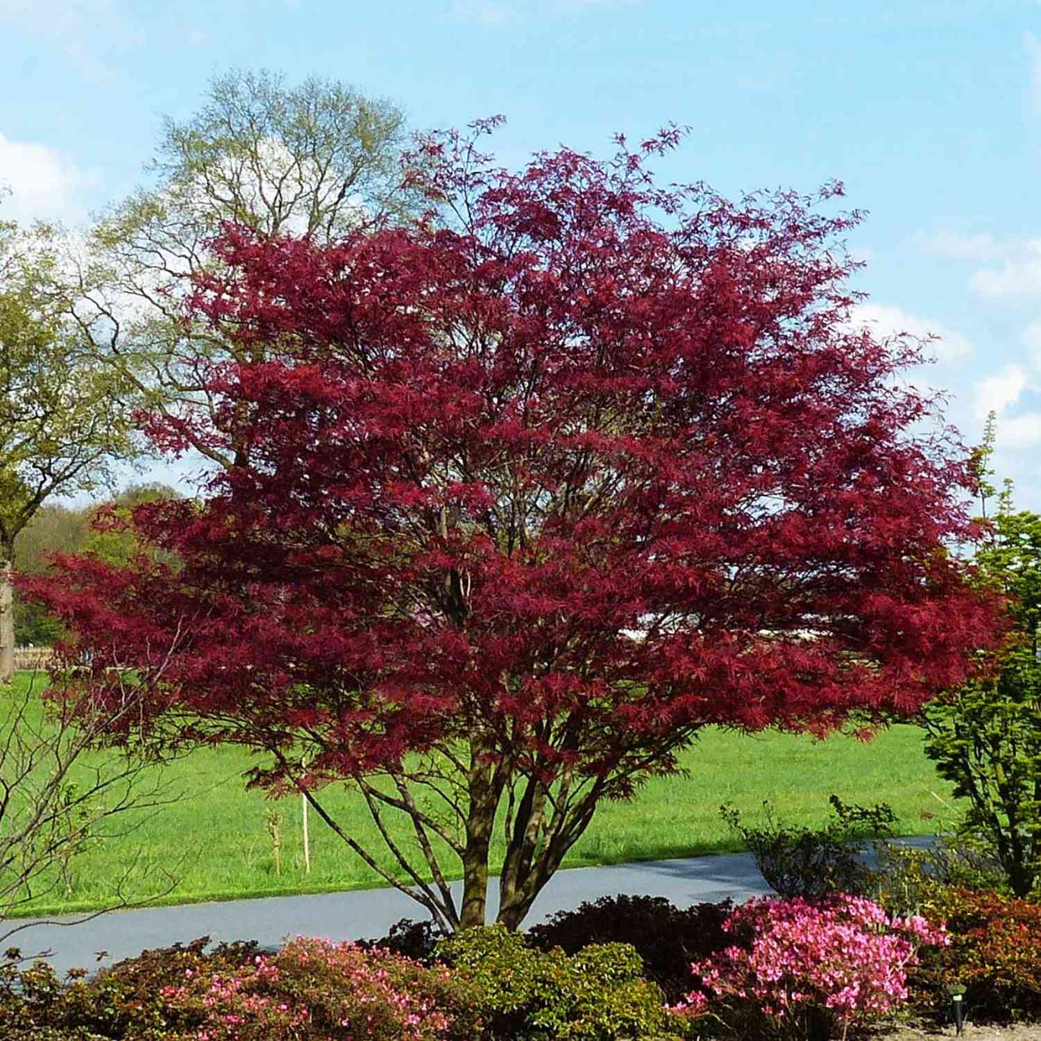 Fächerahorn 'Skeeter's Broom' Fächerahorn 'Skeeter's Broom'