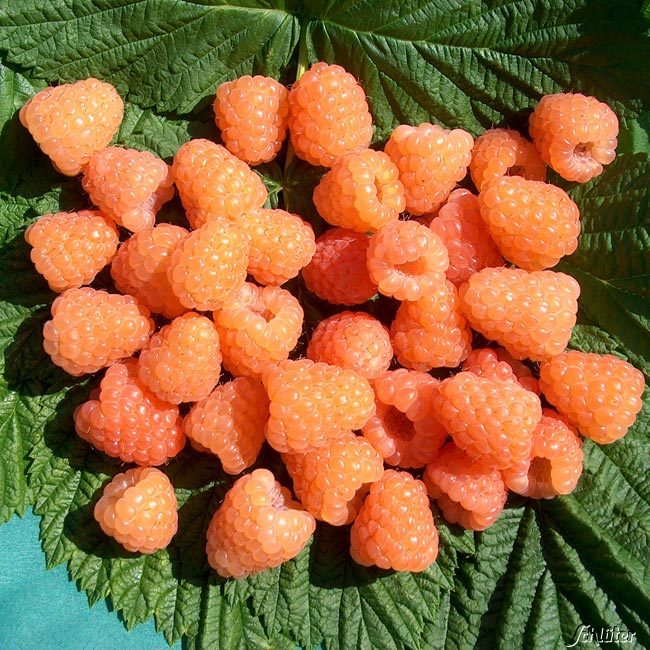 Sommerhimbeere 'Valentina®' - die Orangefarbene Lieferform: Im 2 Liter Topf