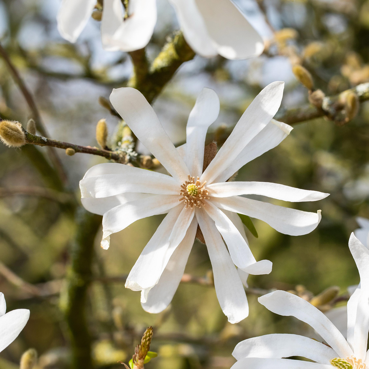 Sternmagnolie 'Frühlingsbote' Sternmagnolie 'Frühlingsbote'