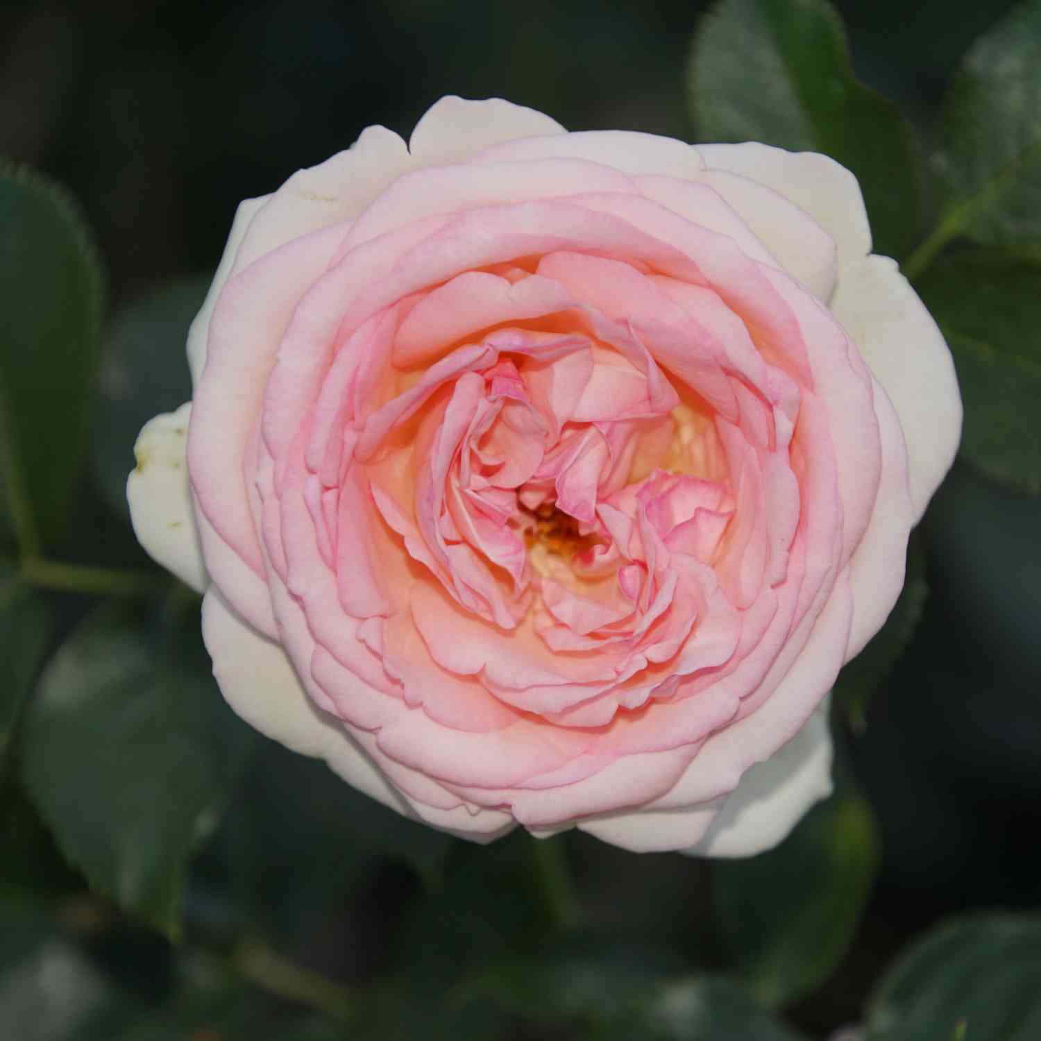 Nostalgische Strauchrose 'Eden Rose 85®'
