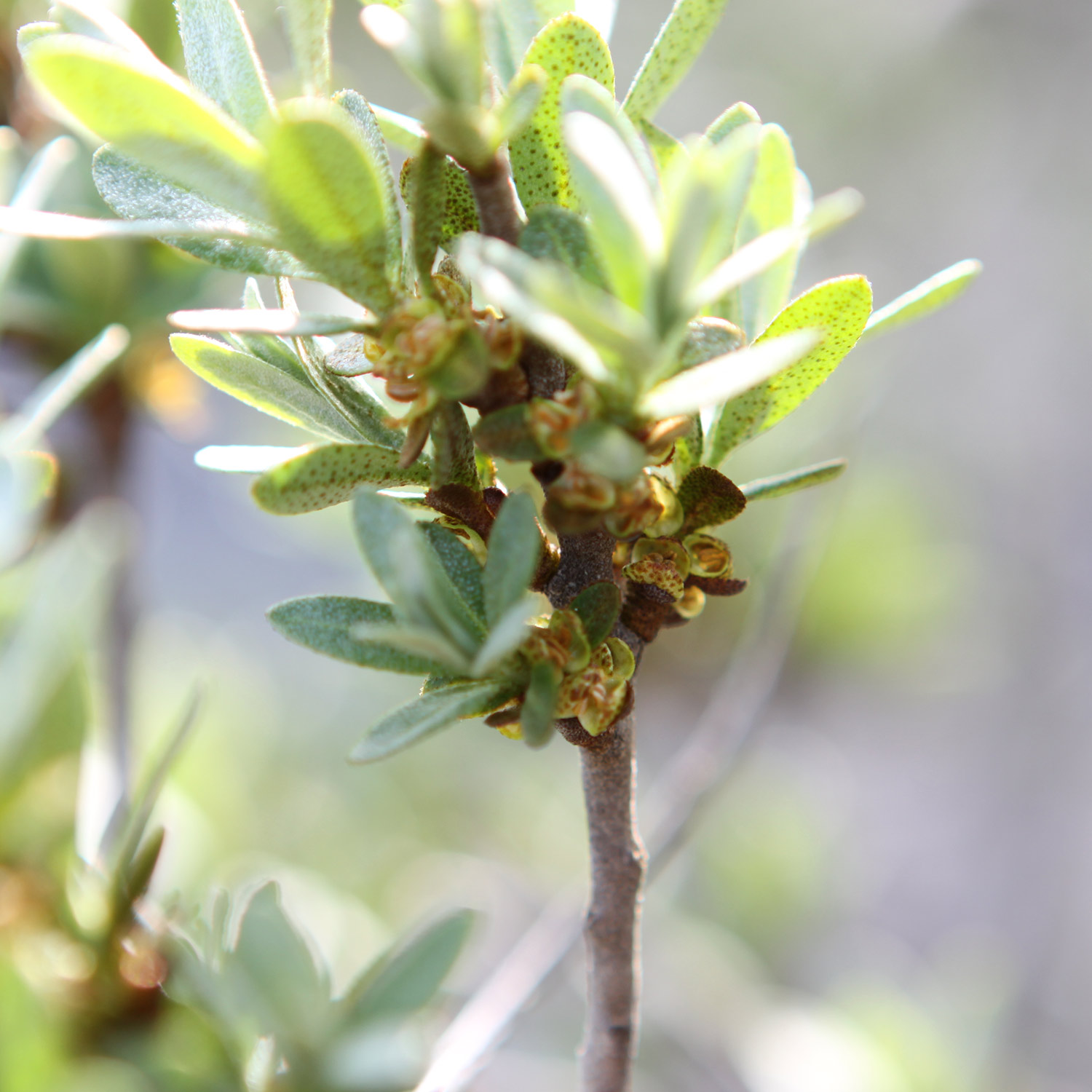 Befruchter-Sanddorn 'Tarmo'