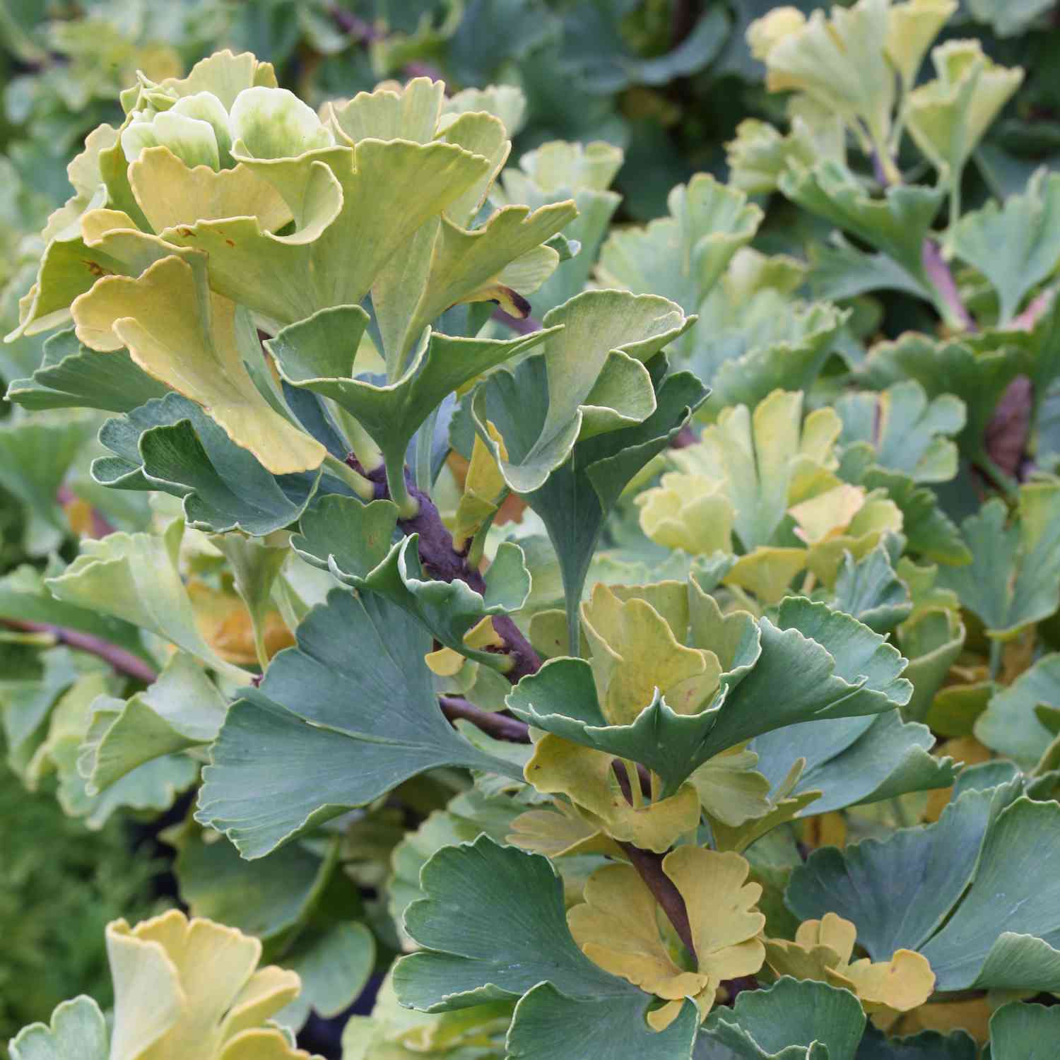 Fächerblattbaum / Ginkgobaum 'Mariken' Fächerblattbaum / Ginkgobaum 'Mariken'