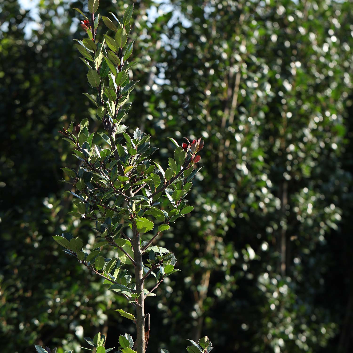 Stechpalme 'Heckenblau®' Stechpalme 'Heckenblau®'