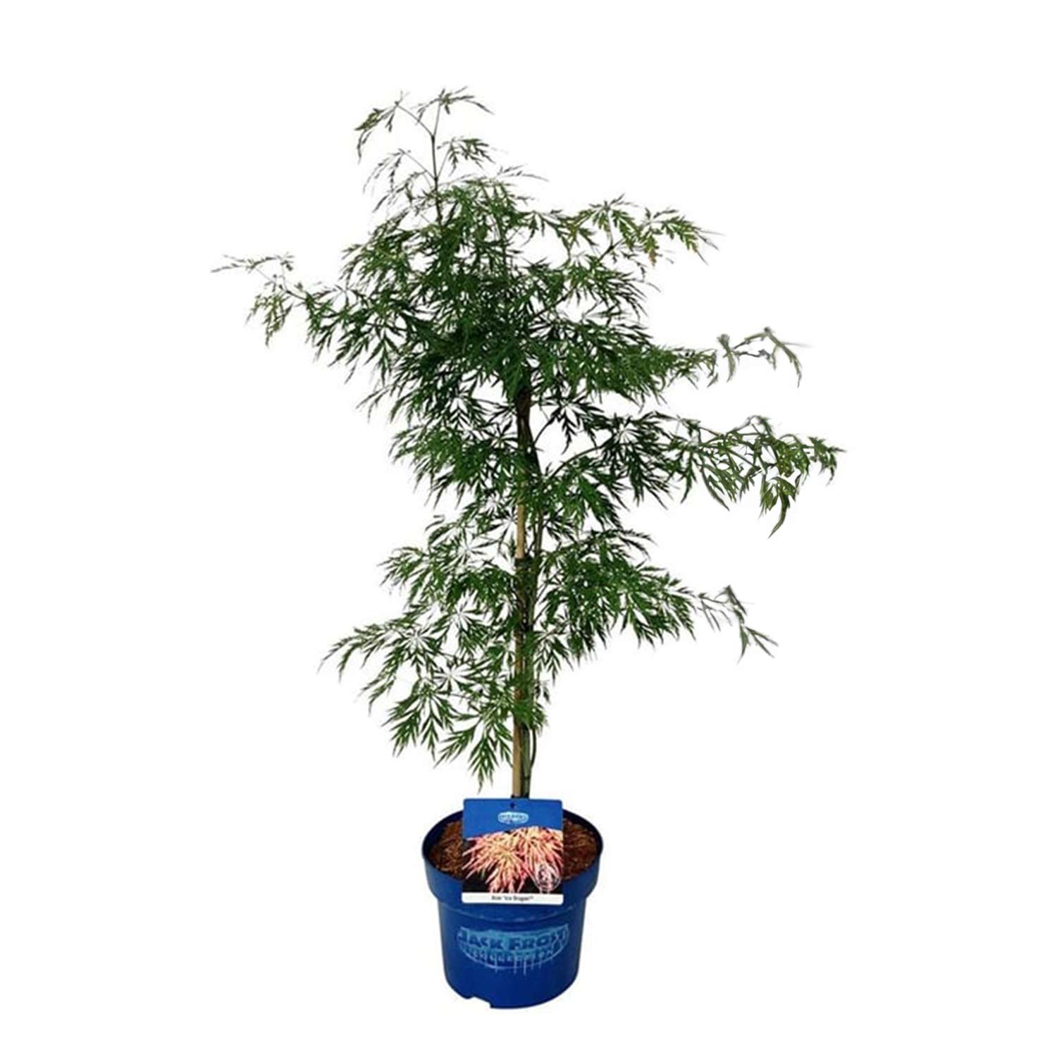 Koreanischer Fächer-Ahorn 'Jack Frost® Ice Dragon®', 3 Liter, 40 - 60 cm Liefergröße: 40 - 60 cm