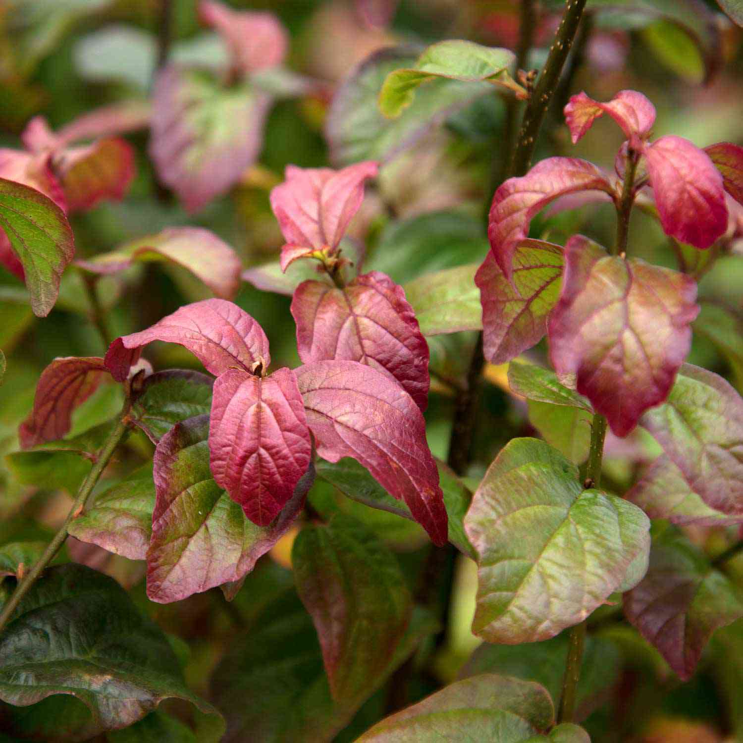 Eisenholzbaum 'Persian Spire' Liefergröße: 10 - 30 cm