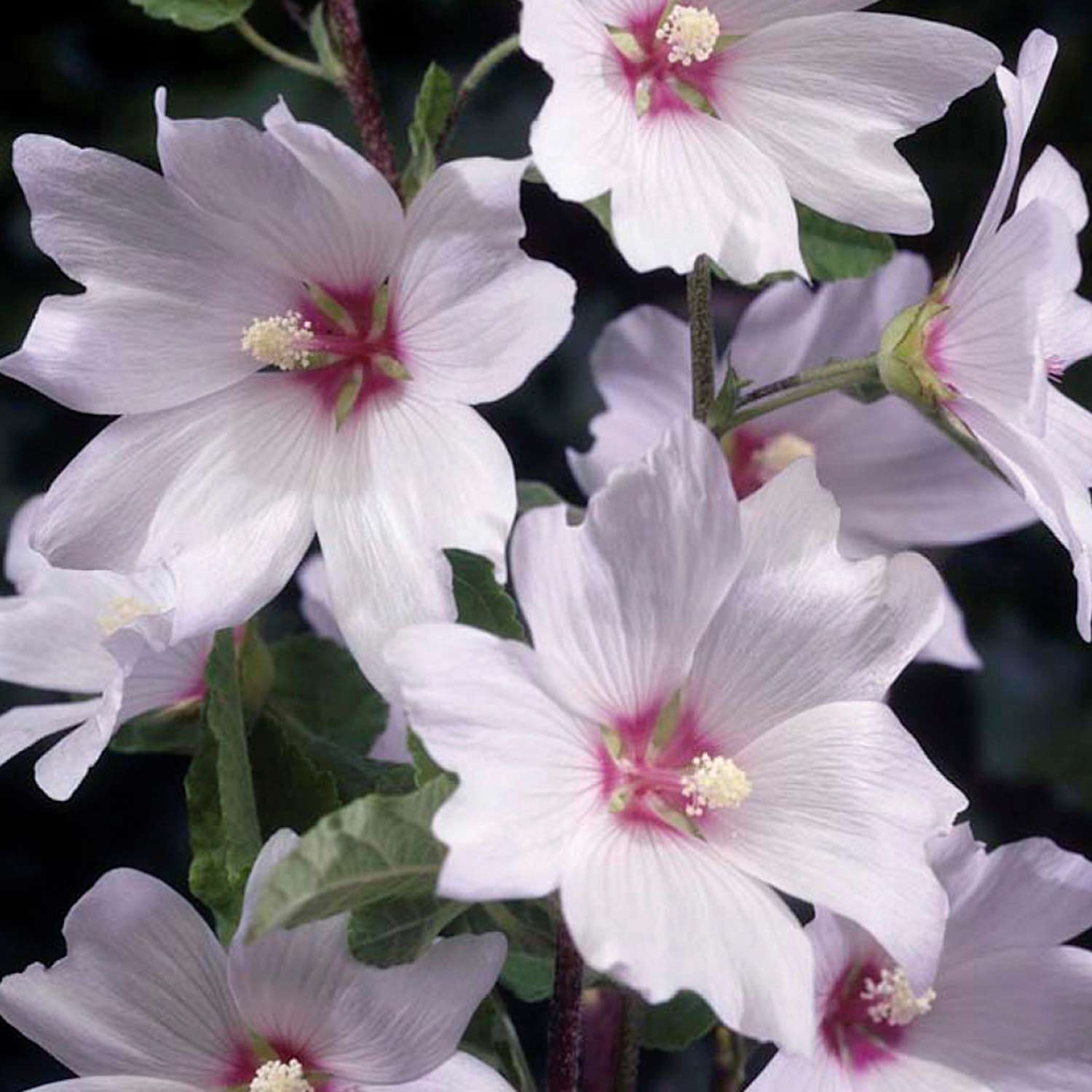 Kategorie <b>Stauden </b> - Busch-Malve 'Baby Barnsley' Lieferform: Im 1,3 Liter Topf - Lavatera x olbia 'Baby Barnsley'