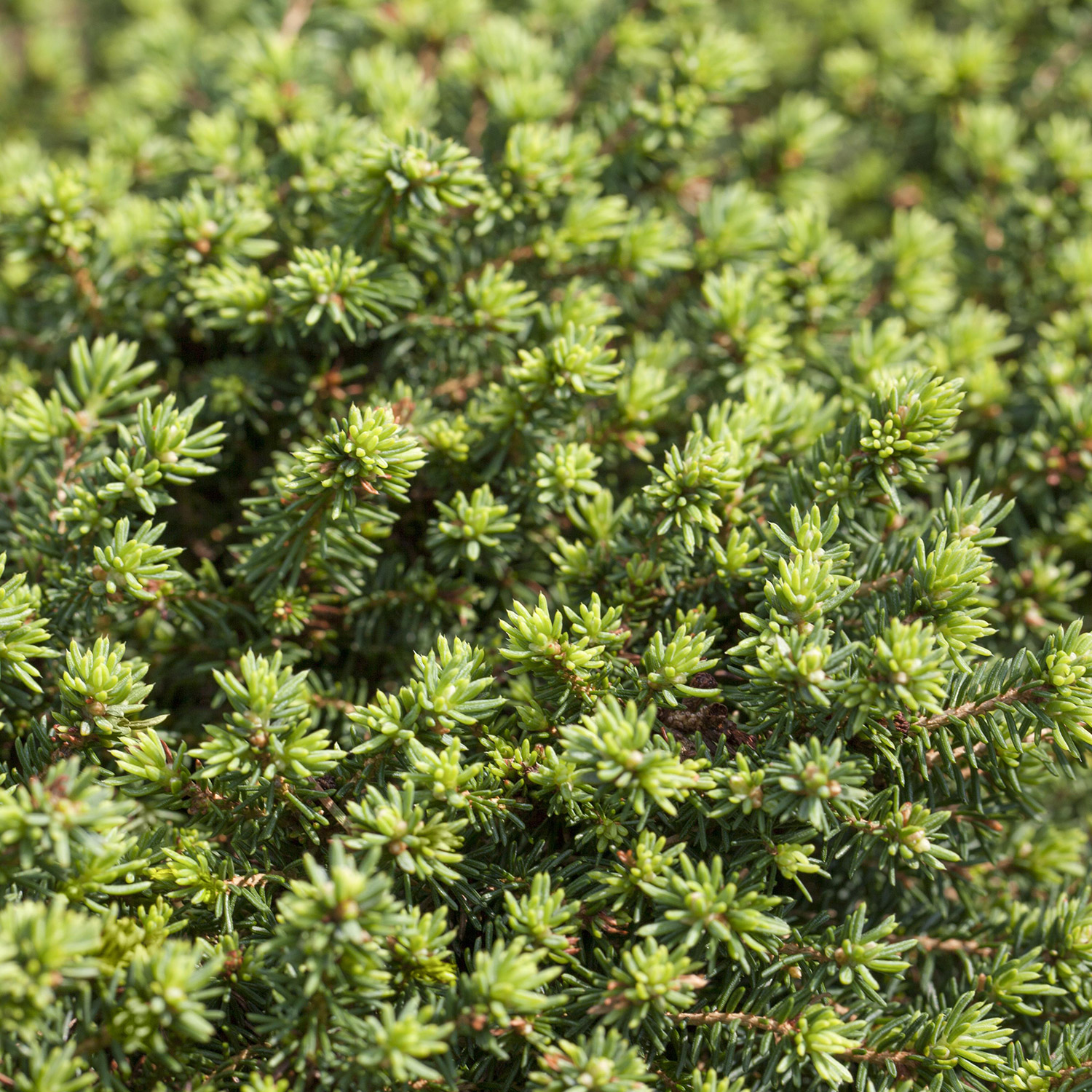 Kissen-Fichte 'Little Gem' C2 20 - 25 Liefergröße: 20 - 25 cm