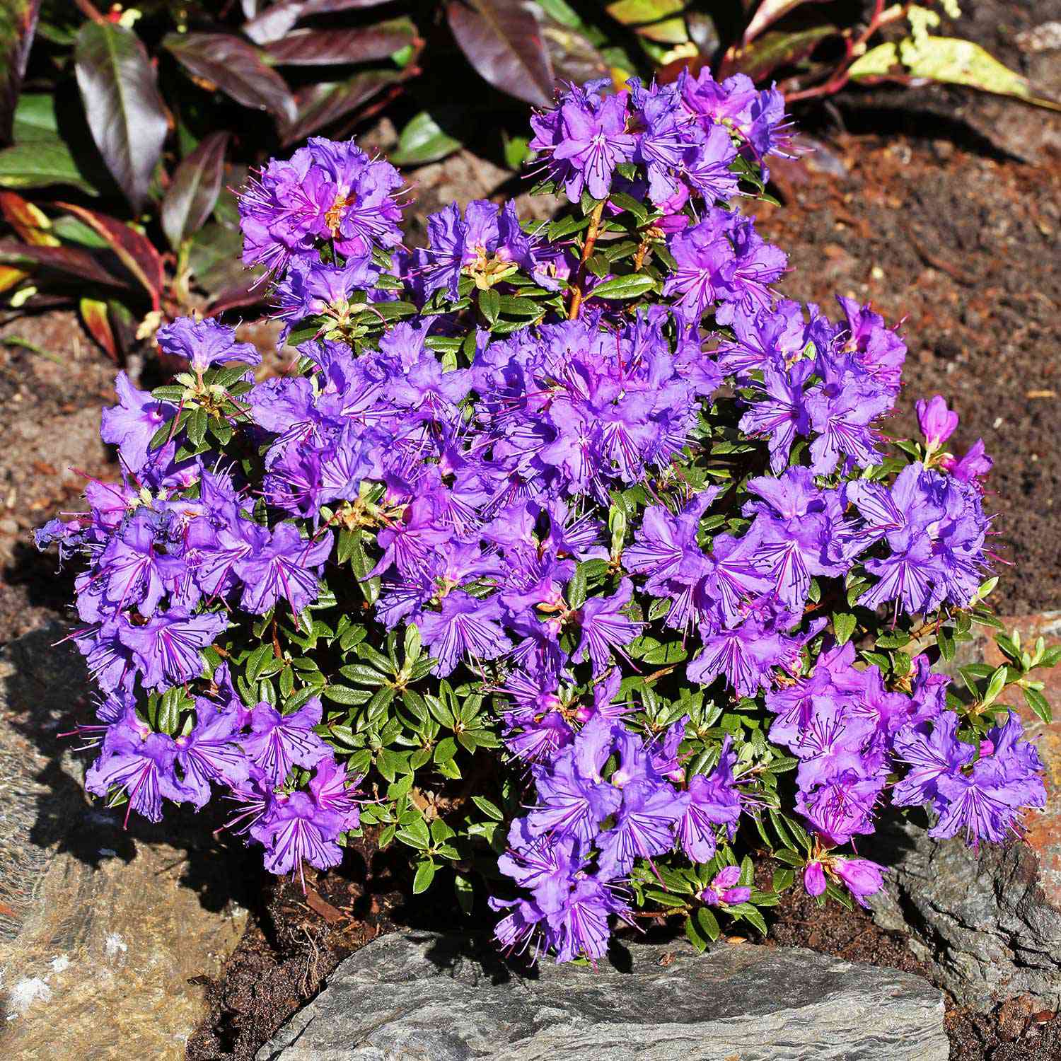 Kleinblättriger Rhododendron 'Saint Merryn'