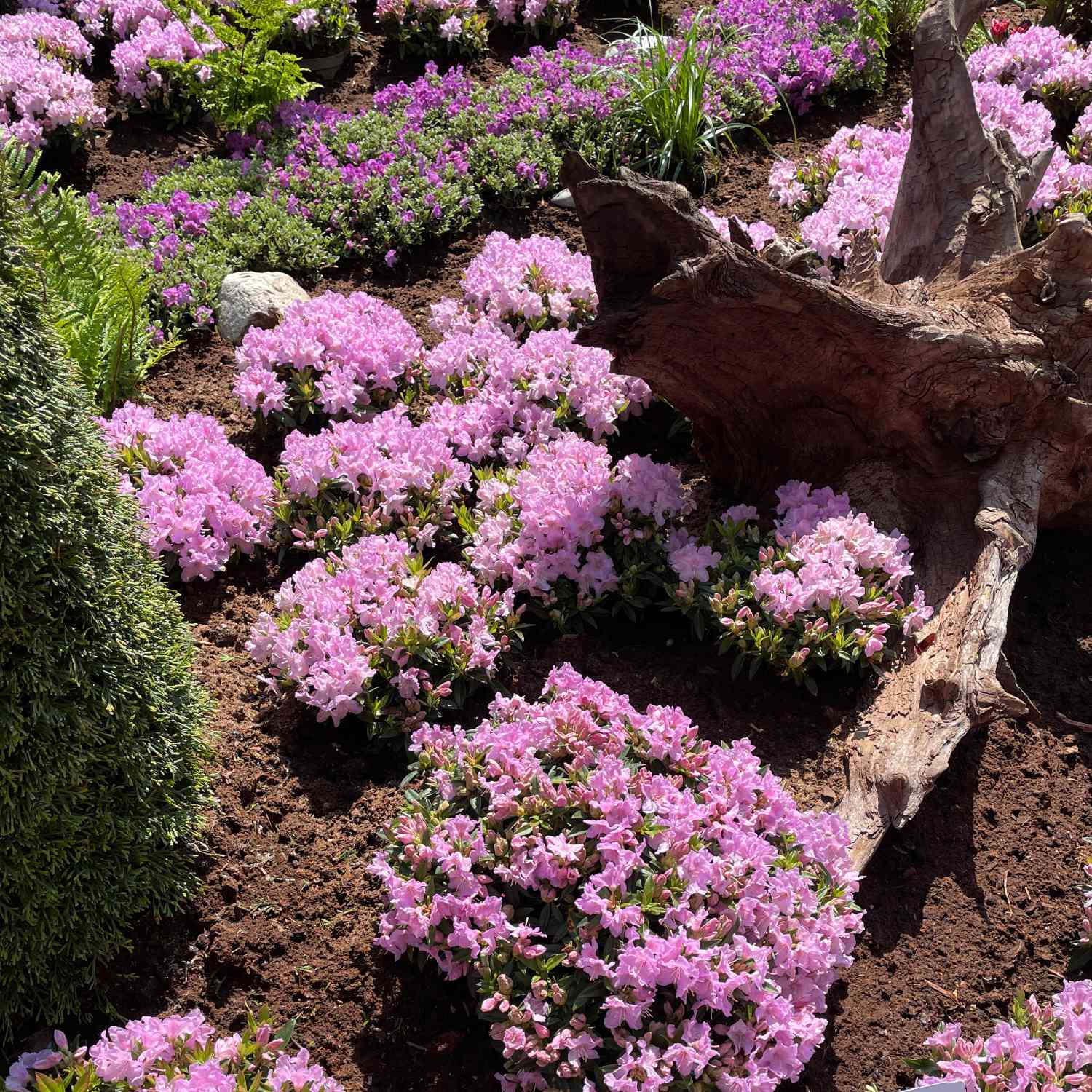 Chinesischer Zwergrhododendron 'Robert Seleger'