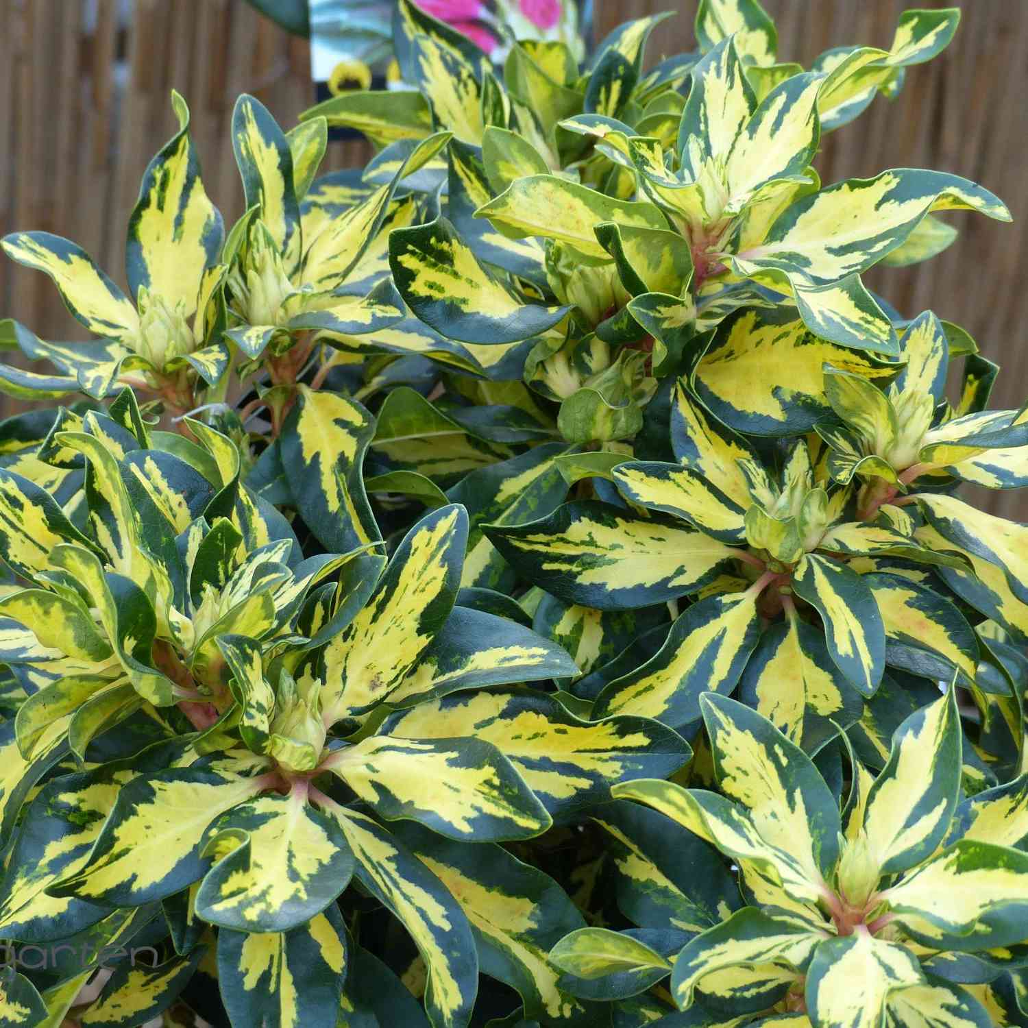 Rhododendron 'Blattgold'