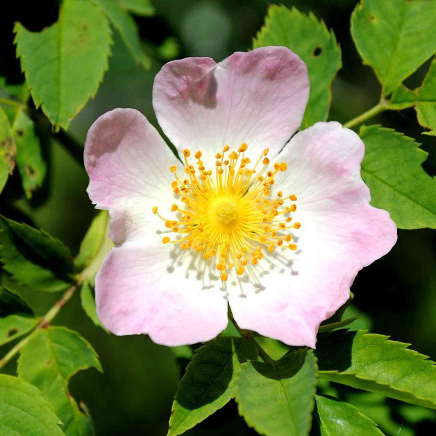 Rosa Canina,  Hundsrose Rosa Canina,  Hundsrose