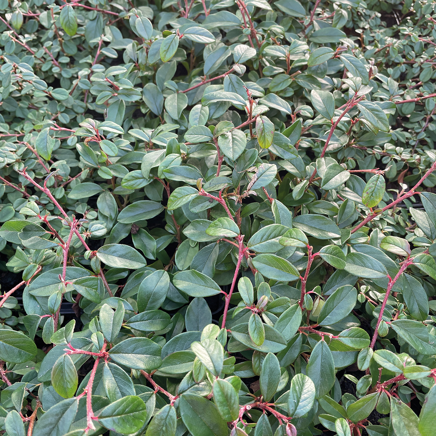 Teppichmispel Liefergröße: 15 - 20 cm