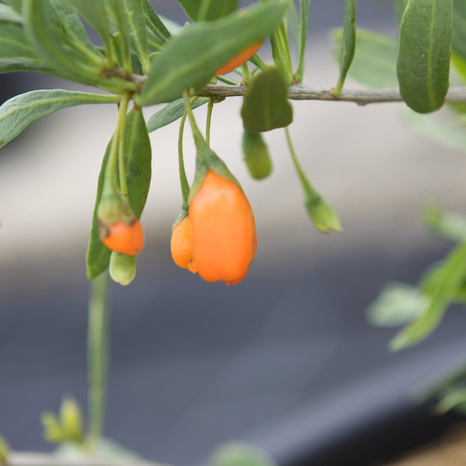 Goji-Beere 'Sweet Success®'