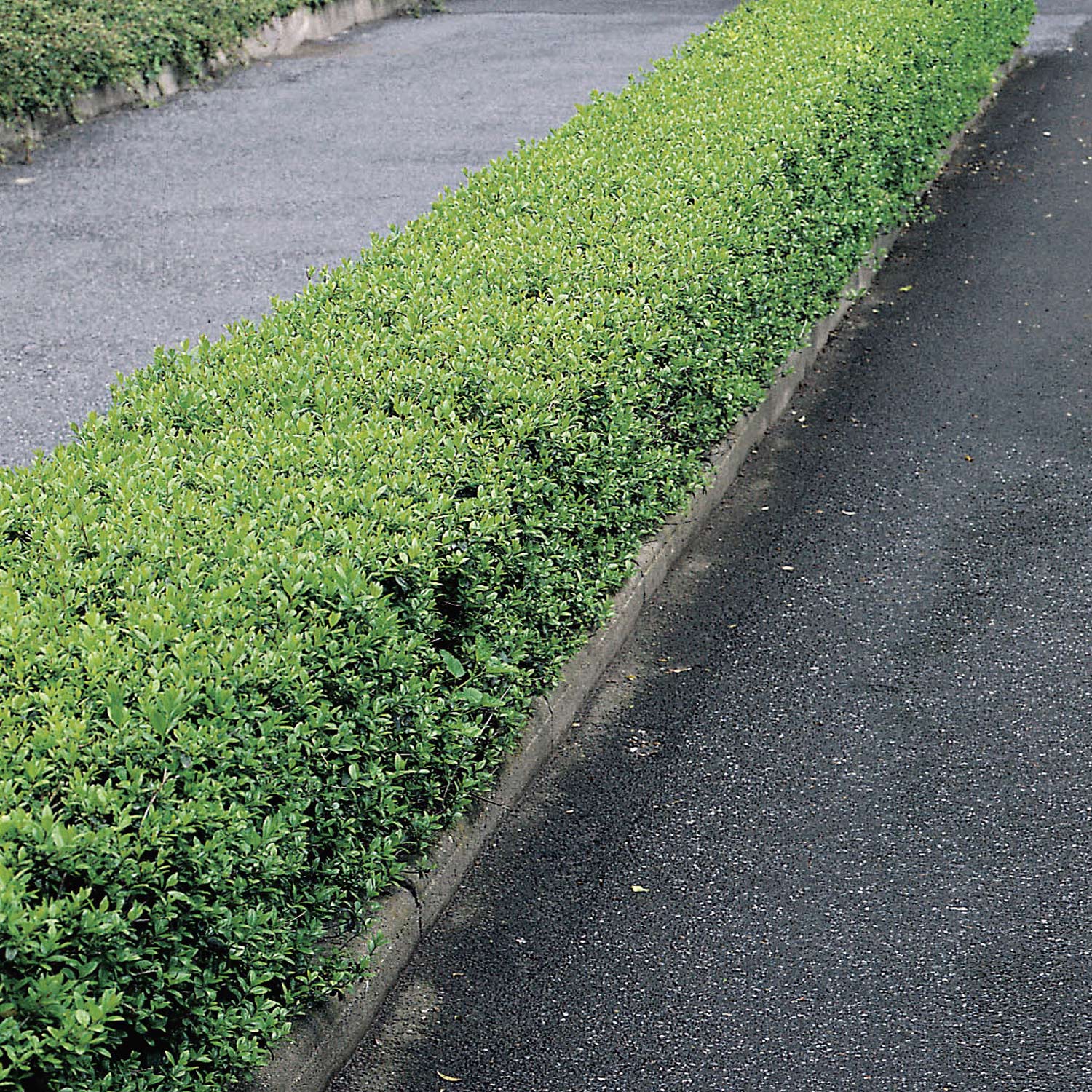 Zwergliguster 'Lodense'