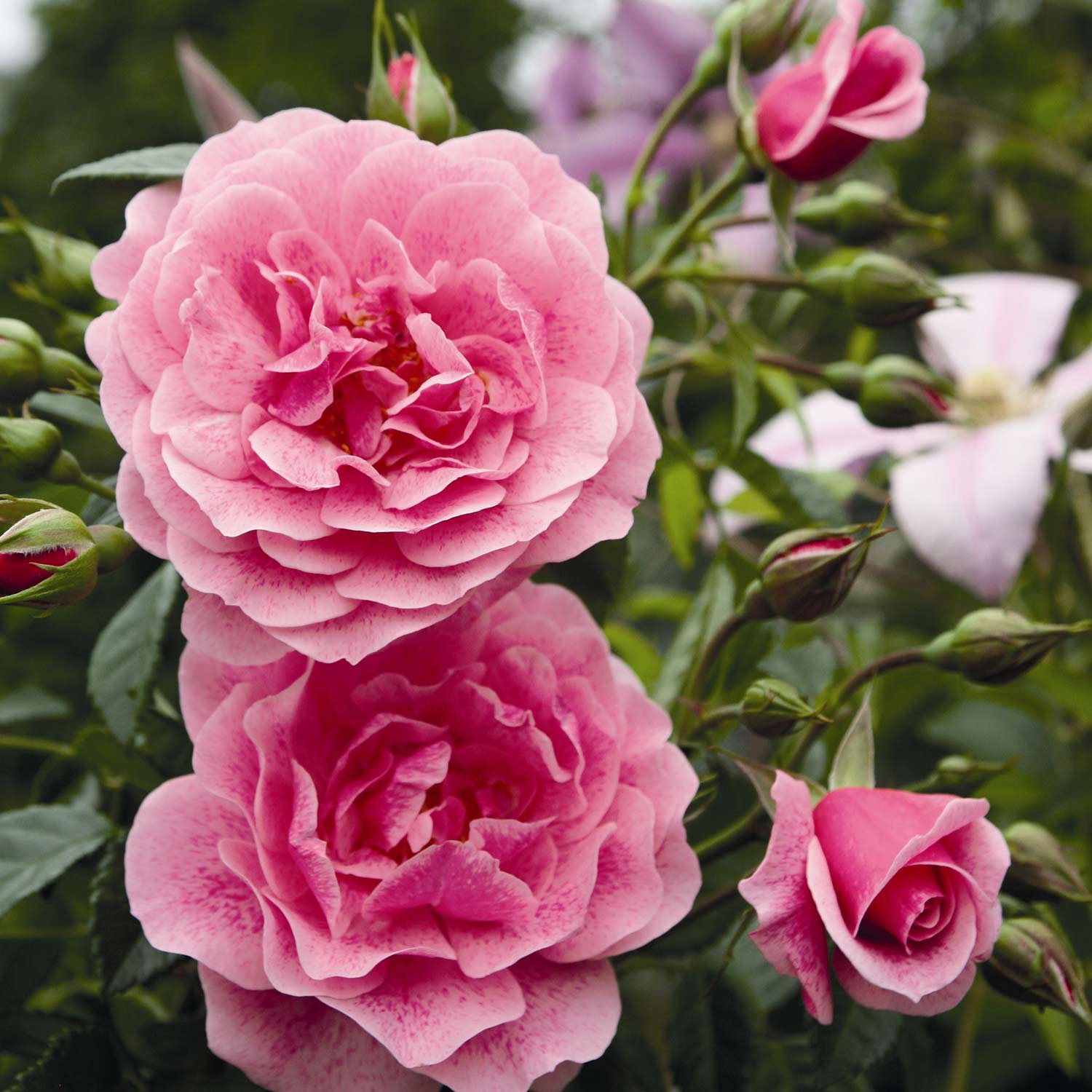 Kletterrose 'Camelot®' Wurzelnackte Pflanze, 2 - 3 Triebe Liefergröße: A-Qualität, mindestens 3 starke Triebe