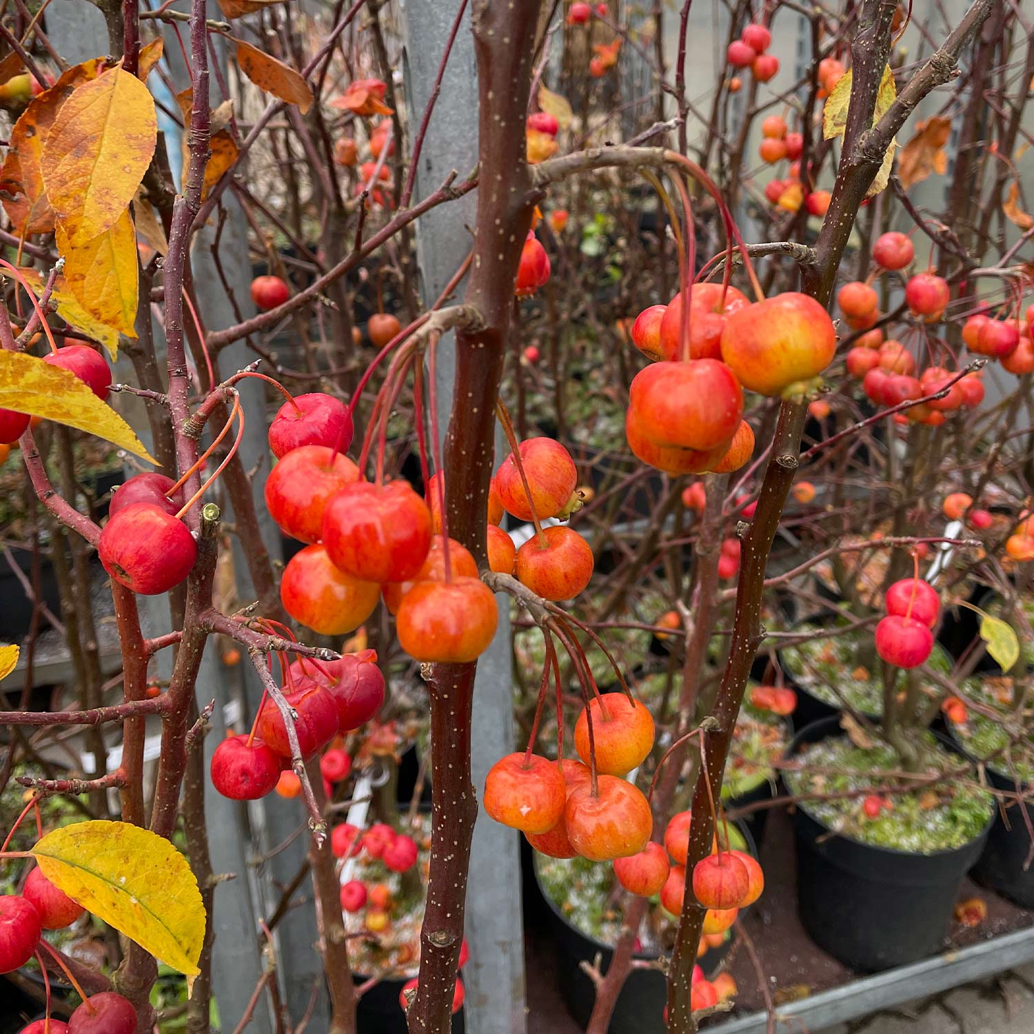 Zierapfel 'Evereste' Zierapfel 'Evereste'