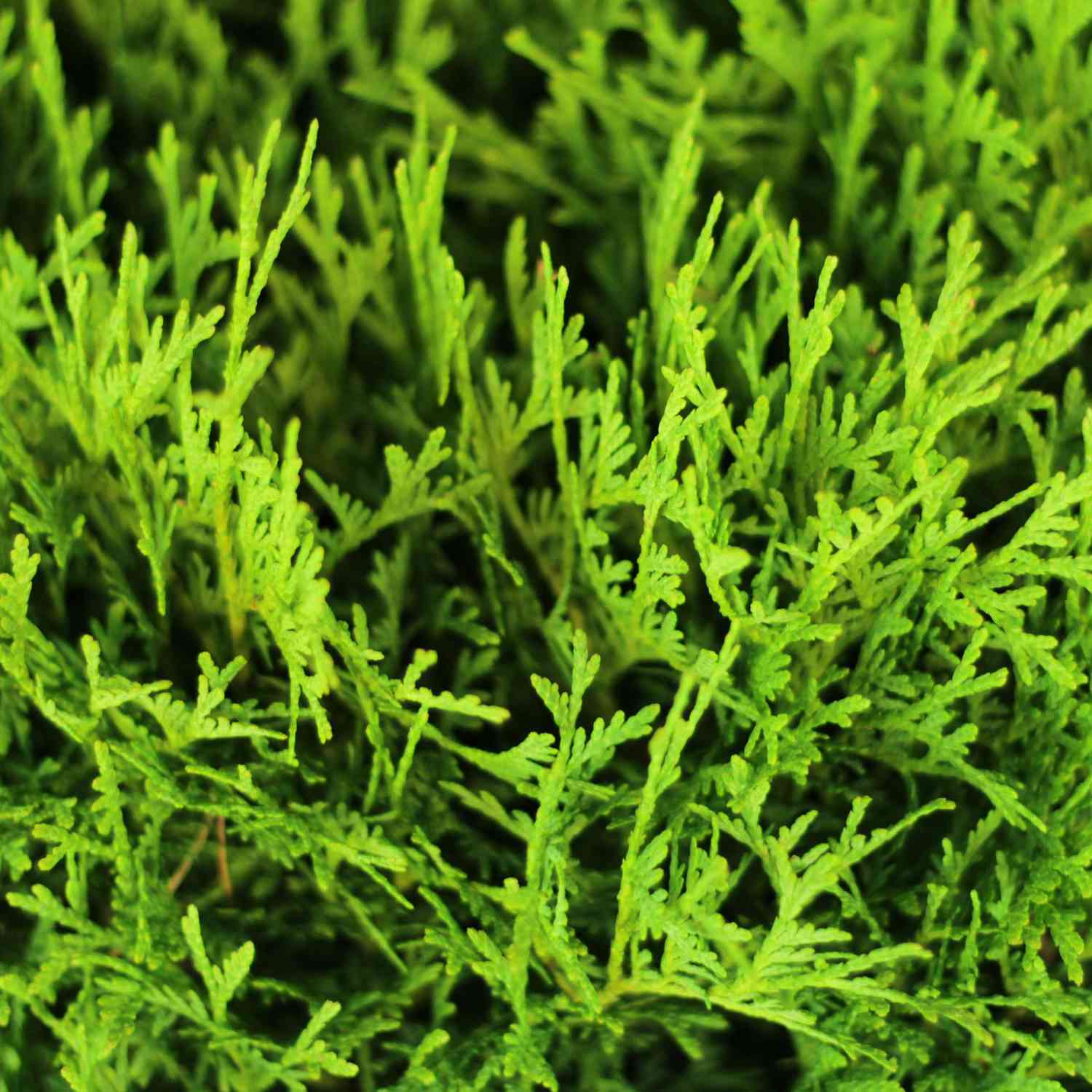 Kugel-Lebensbaum 'Danica'