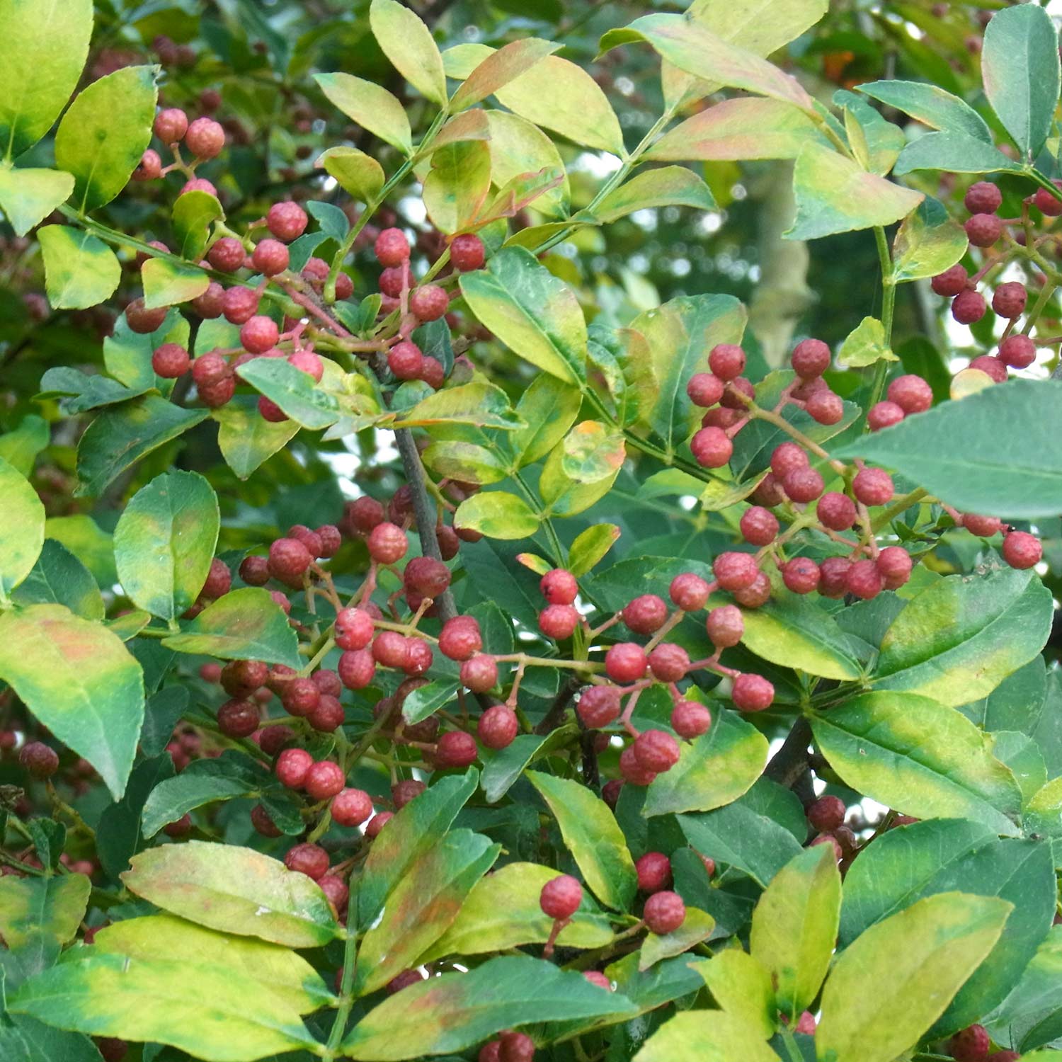 Szechuanpfeffer / Japanischer Pfeffer 'Diable Rouge' Szechuanpfeffer / Japanischer Pfeffer 'Diable Rouge'