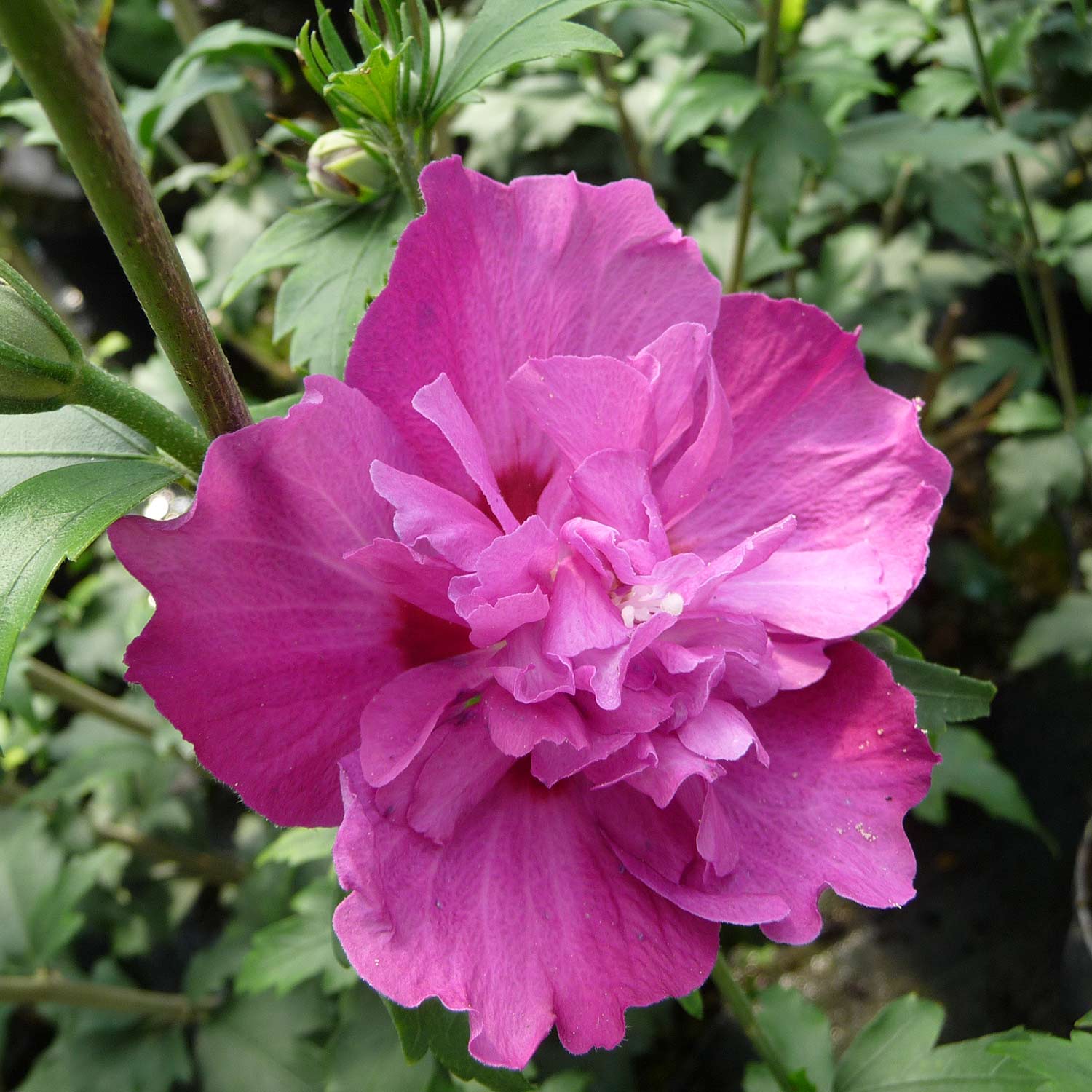 Kategorie <b>Blütensträucher und Ziergehölze </b> - Garteneibisch / Hibiskus 'Purple Ruffles®', 3 - 5 Liter, 40 - 60 cm Liefergröße: 40 - 60 cm - Hibiscus syriacus 'Purple Ruffles®'