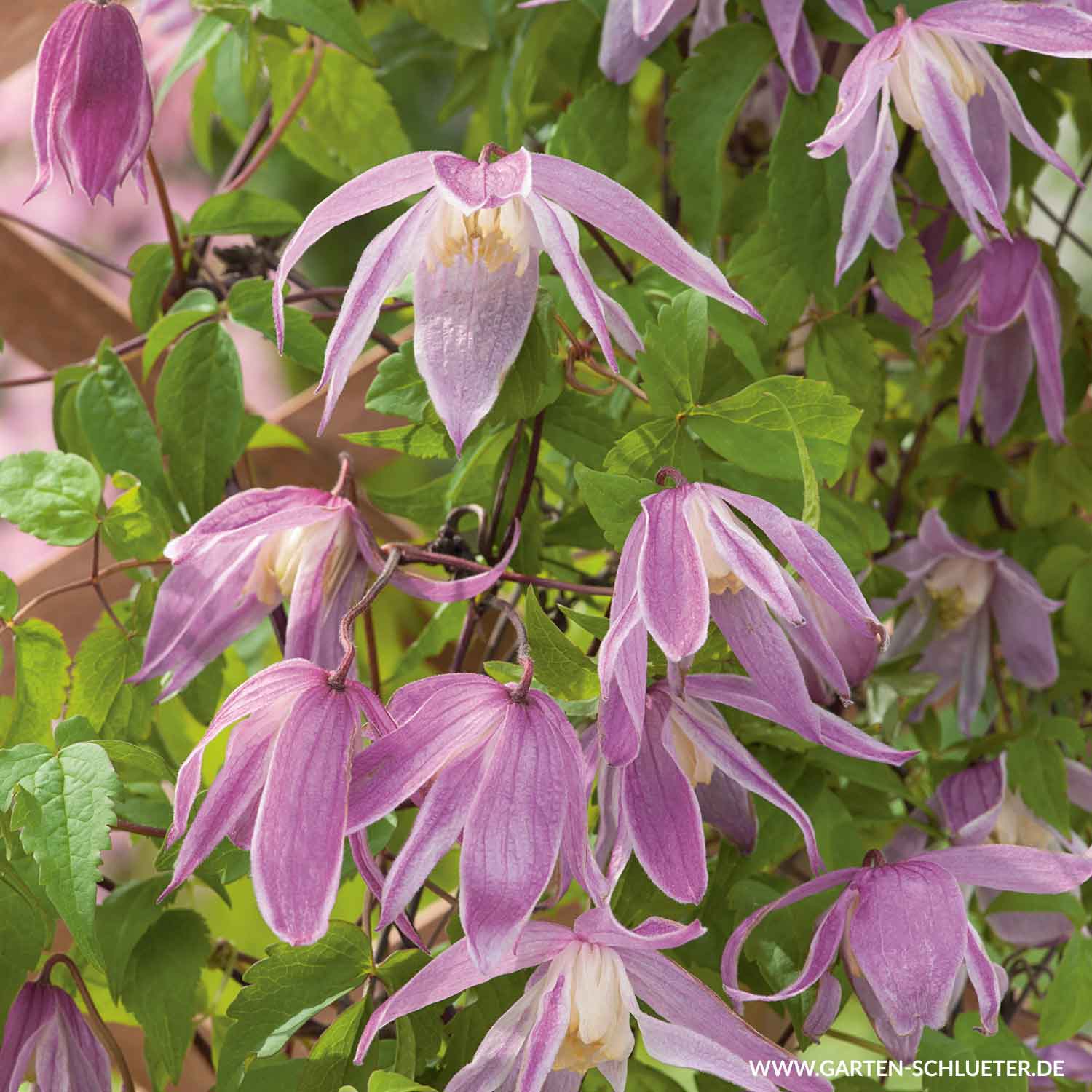 Kategorie <b>Clematis </b> - Clematis 'Rosy O' Grady' Liefergröße: 60 - 100 cm - Clematis macropetala 'Rosy O' Grady'